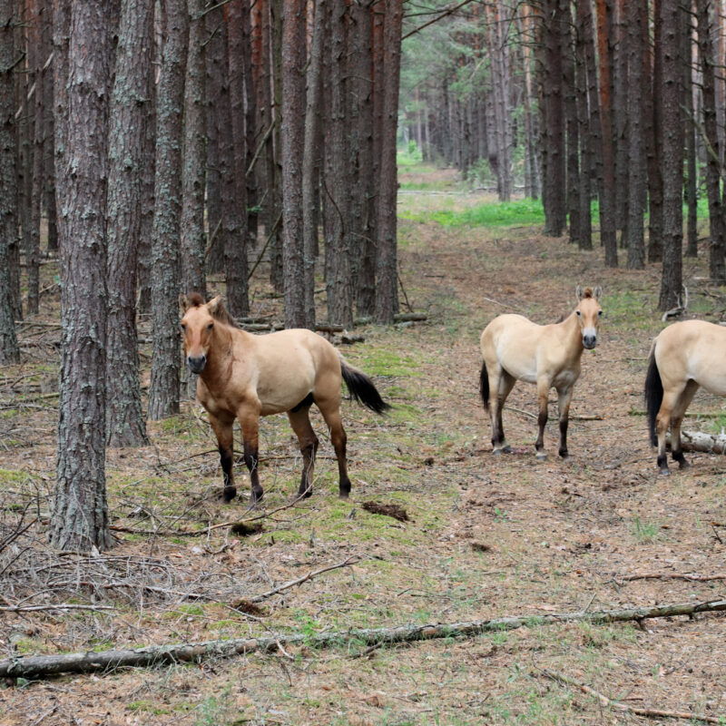 Gespotte dieren: Przewalskipaarden in Tsjernobyl