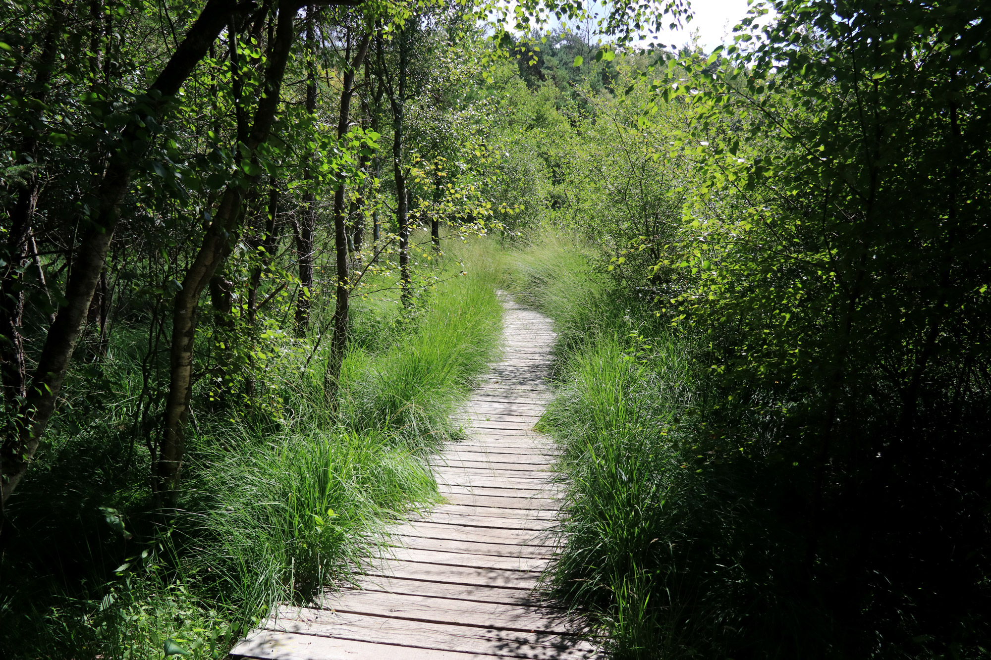 Wandeling: Birgeler Urwald in Duitsland