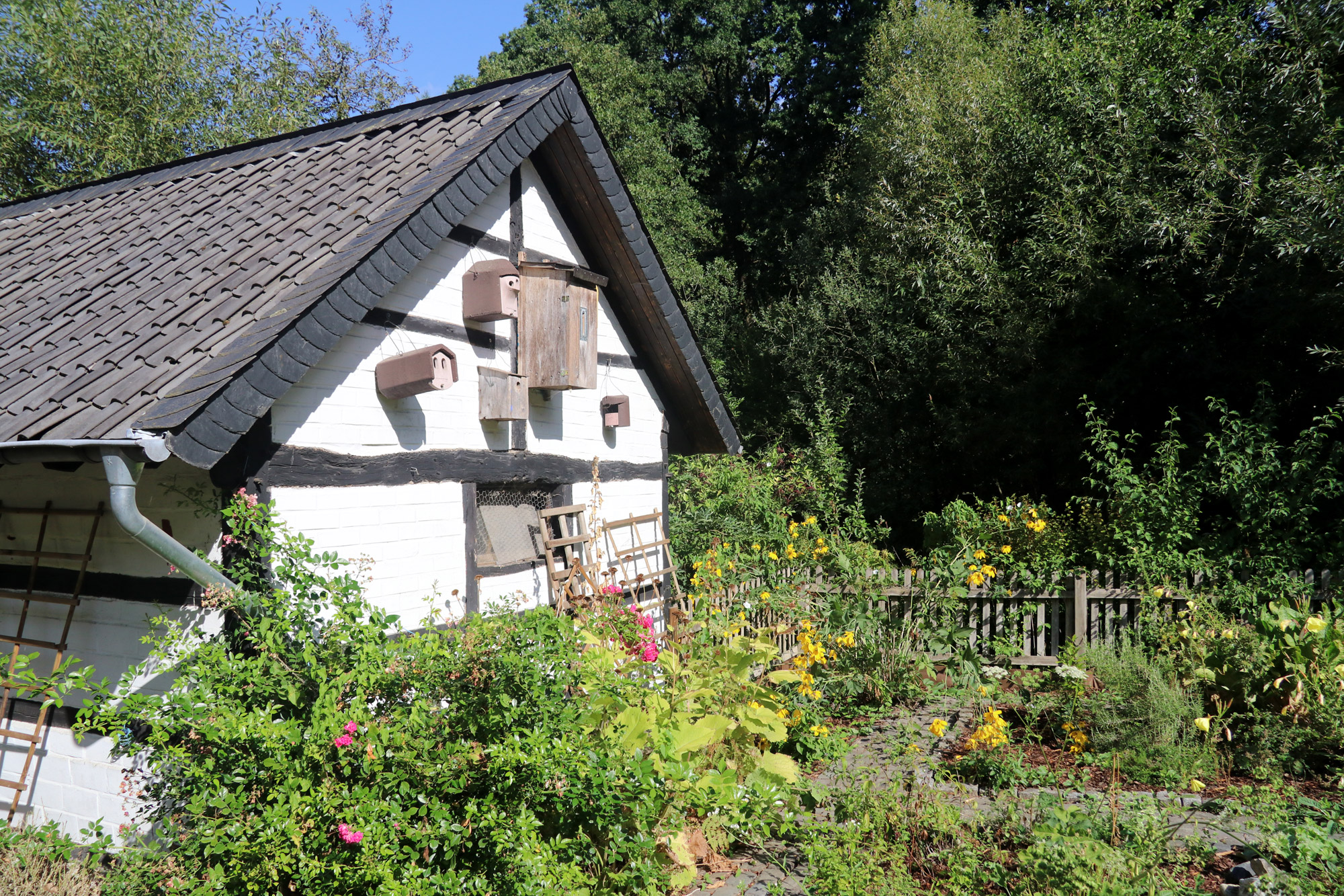 Wandeling: Birgeler Urwald in Duitsland