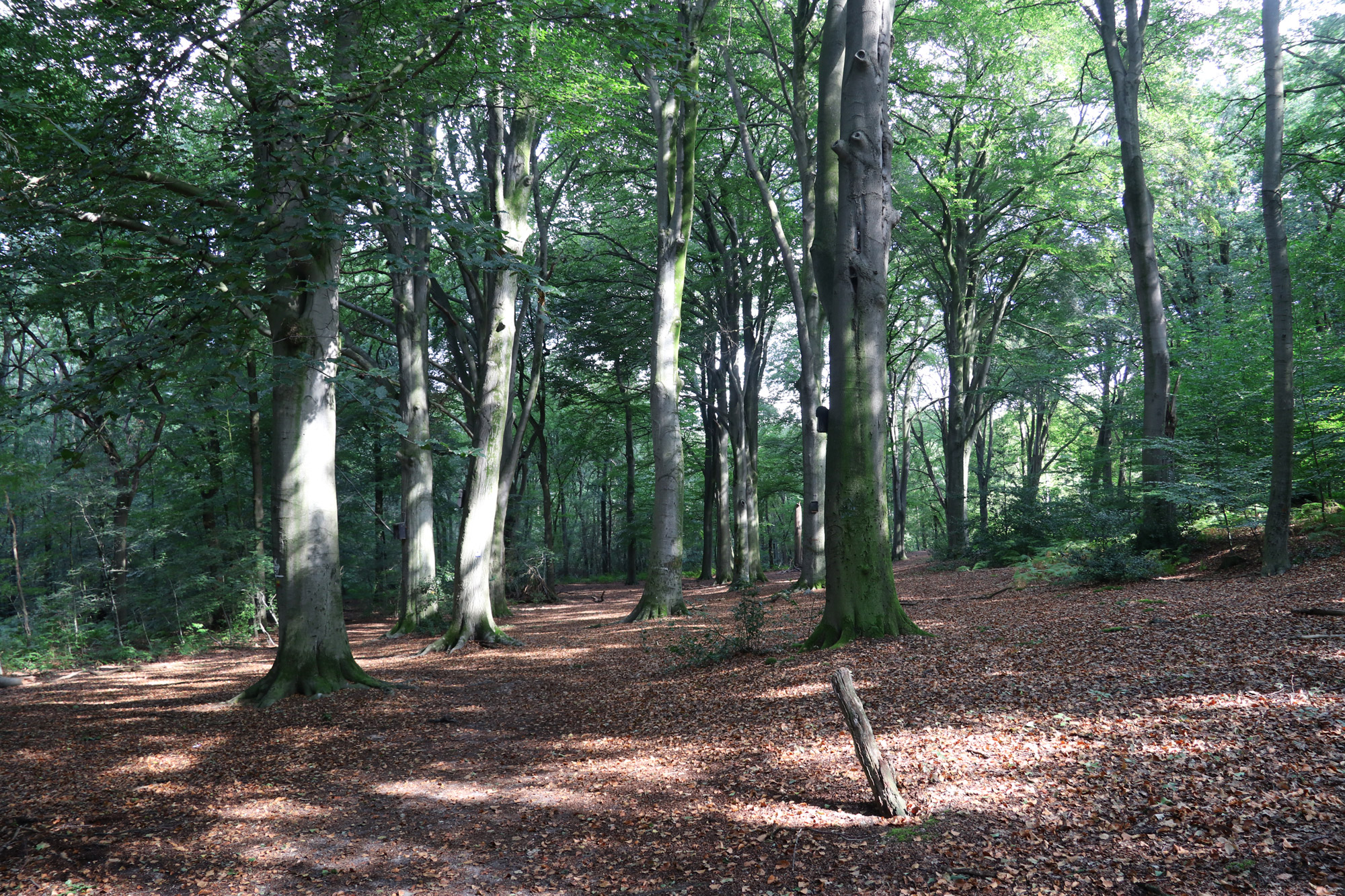 Wandeling: Birgeler Urwald in Duitsland