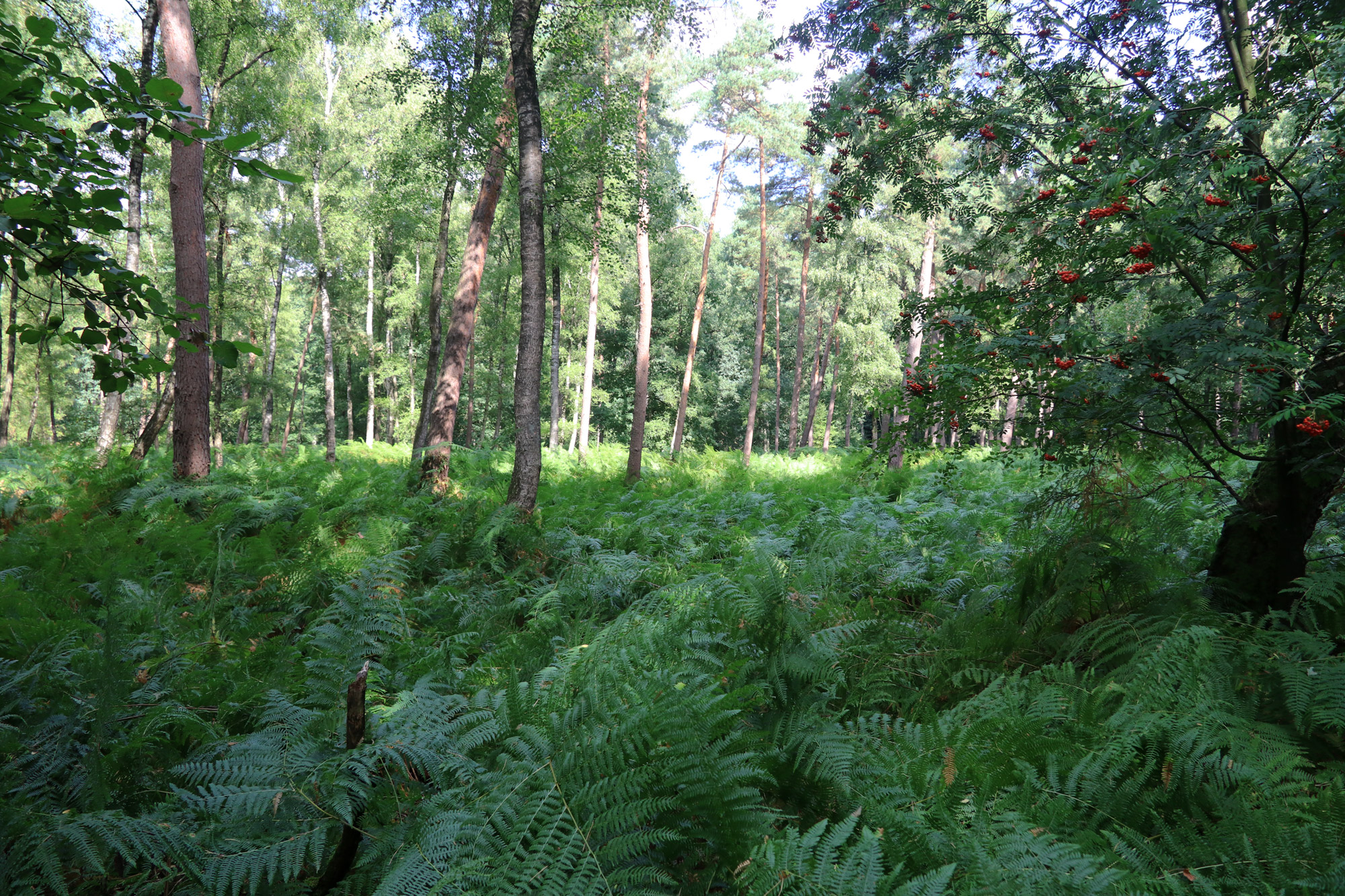 Wandeling: Birgeler Urwald in Duitsland