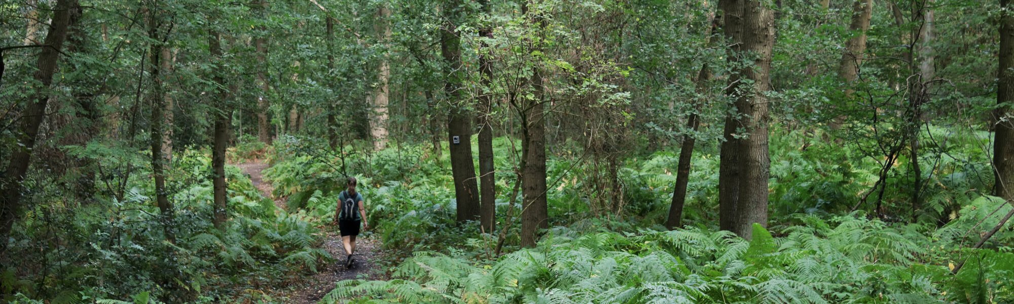 Wandeling: Birgeler Urwald in Duitsland