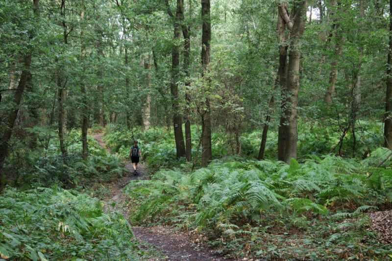 Wandeling: Birgeler Urwald in Duitsland