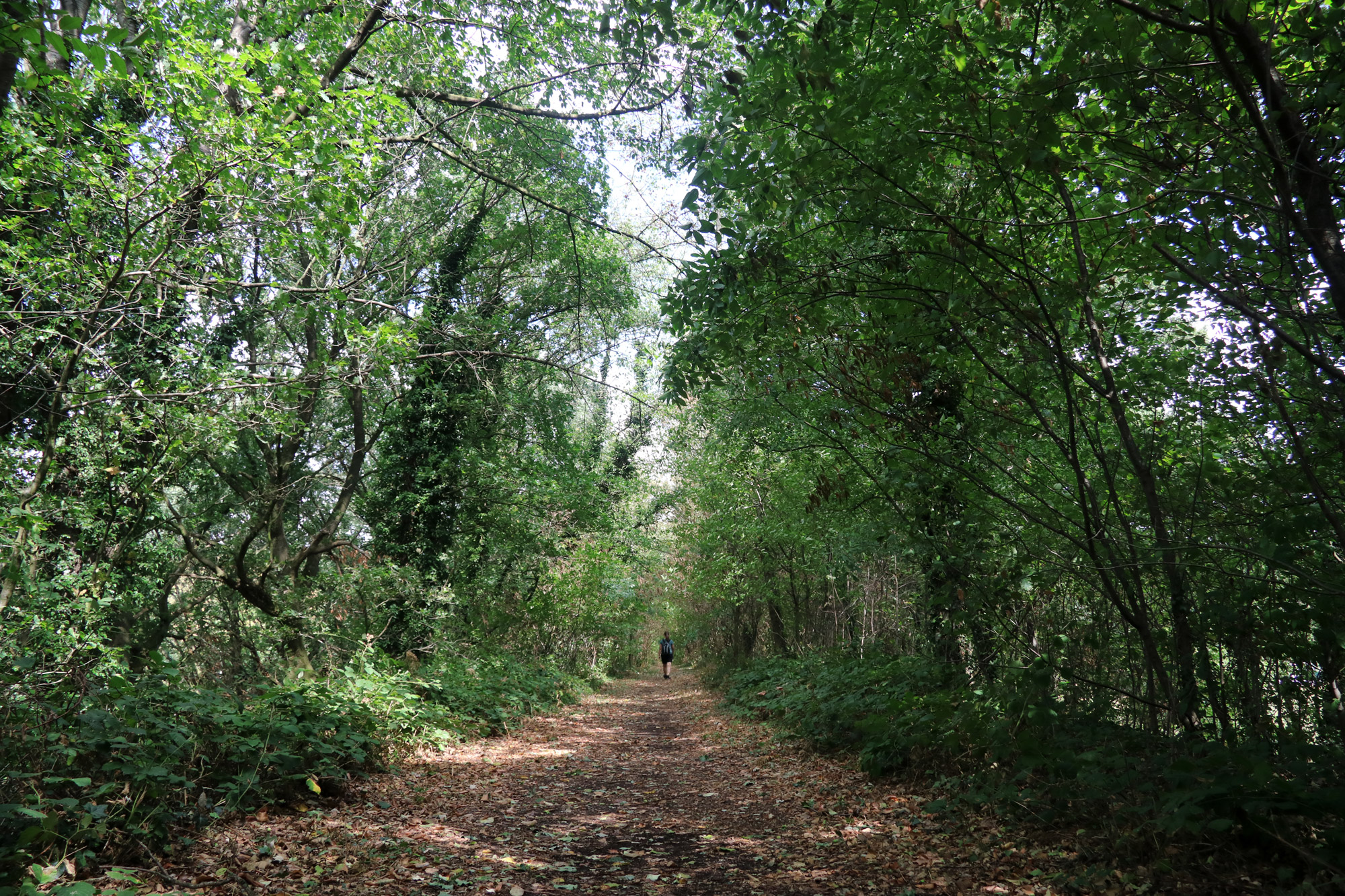 Wandeling: Birgeler Urwald in Duitsland