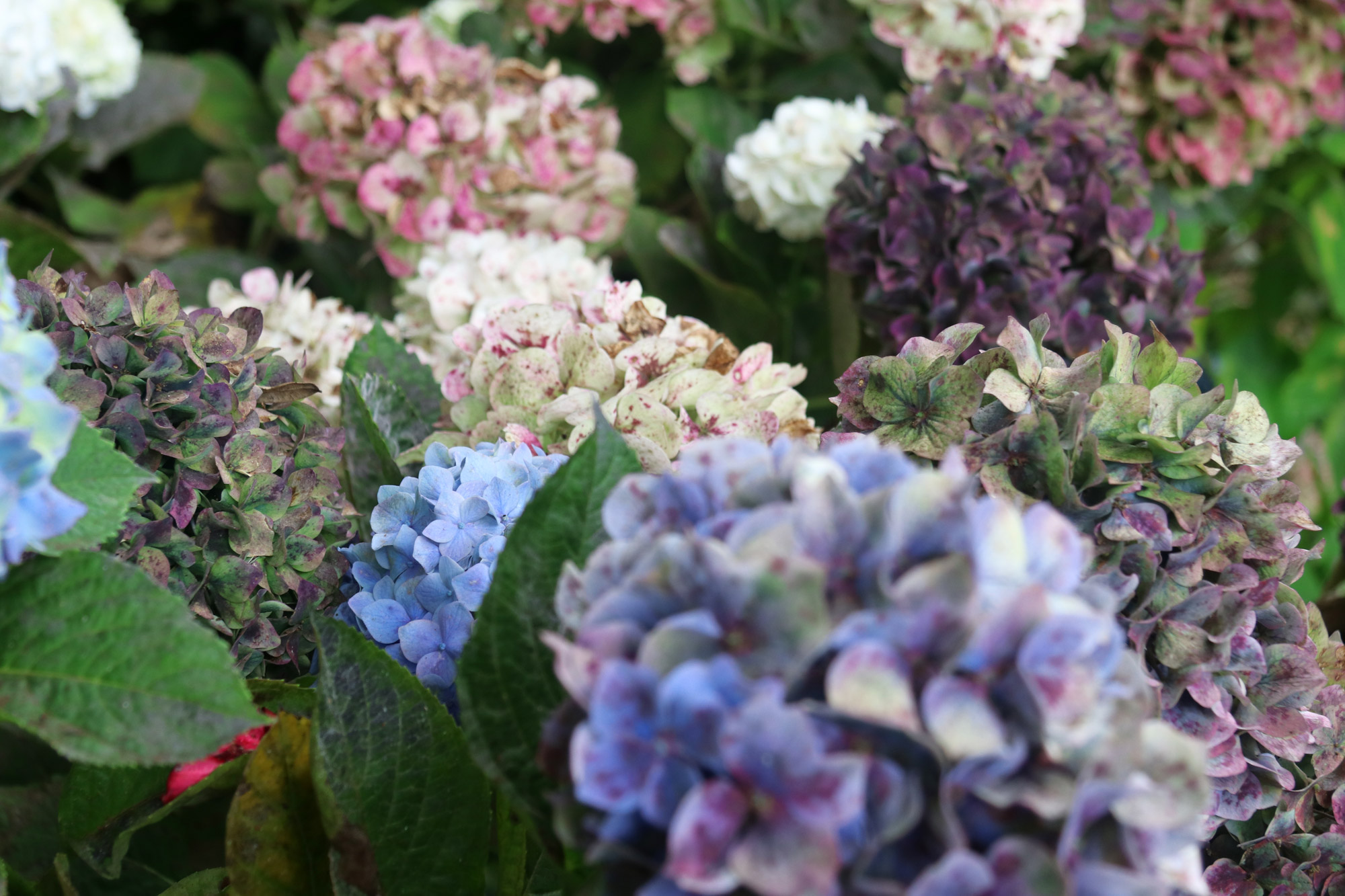 10x doen op Madeira - Bezoek een botanische tuin