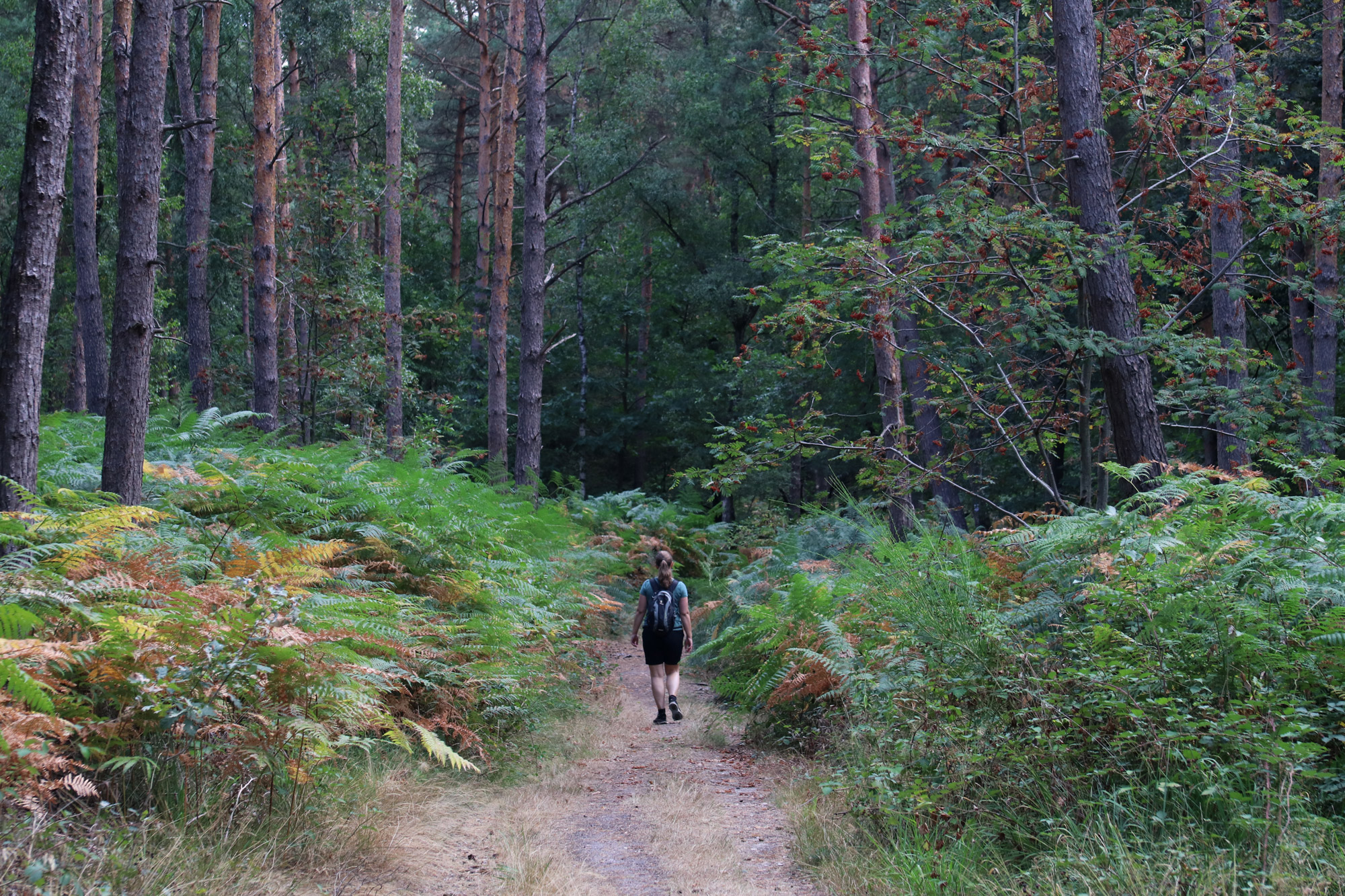 Foto van de maand: Augustus 2018 - Birgeler Urwald - Duitsland