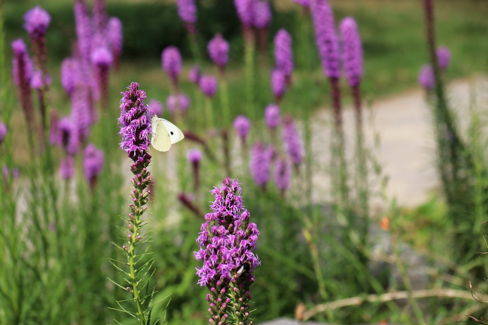 Stedentrip Osnabrück - Flora en fauna