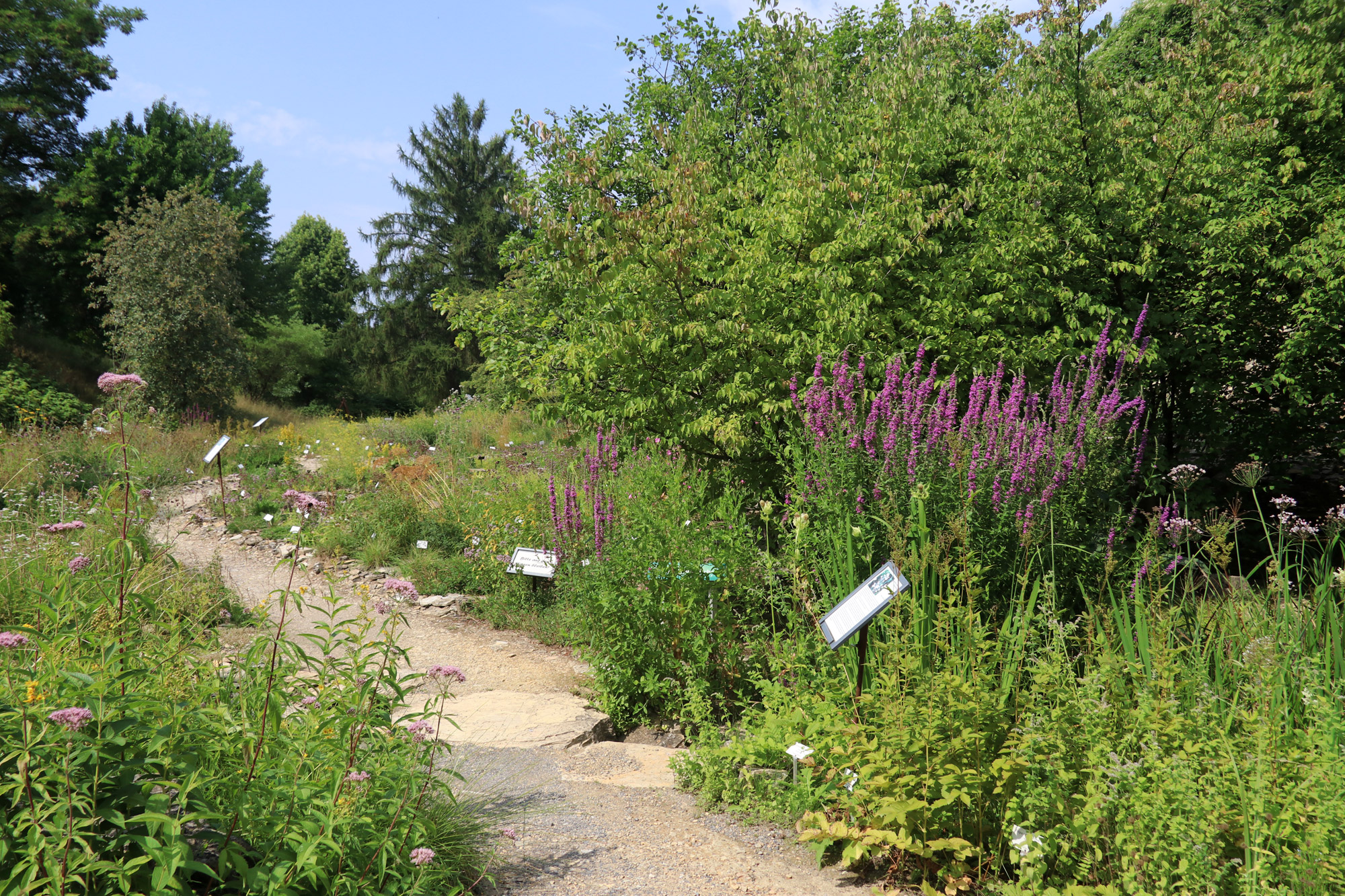 Stedentrip Osnabrück - Botanische tuin