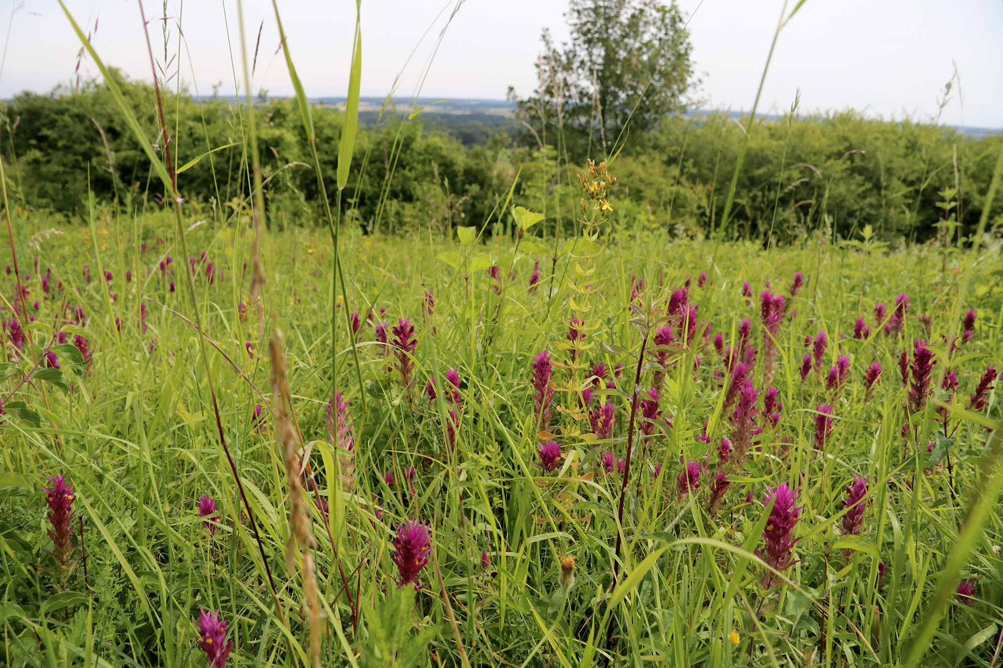 Wandelen bij Monts de Séry