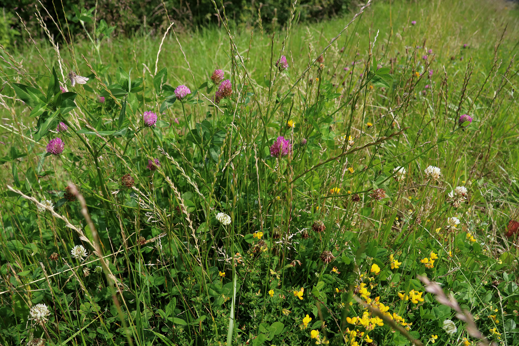 Wandelen bij Monts de Séry