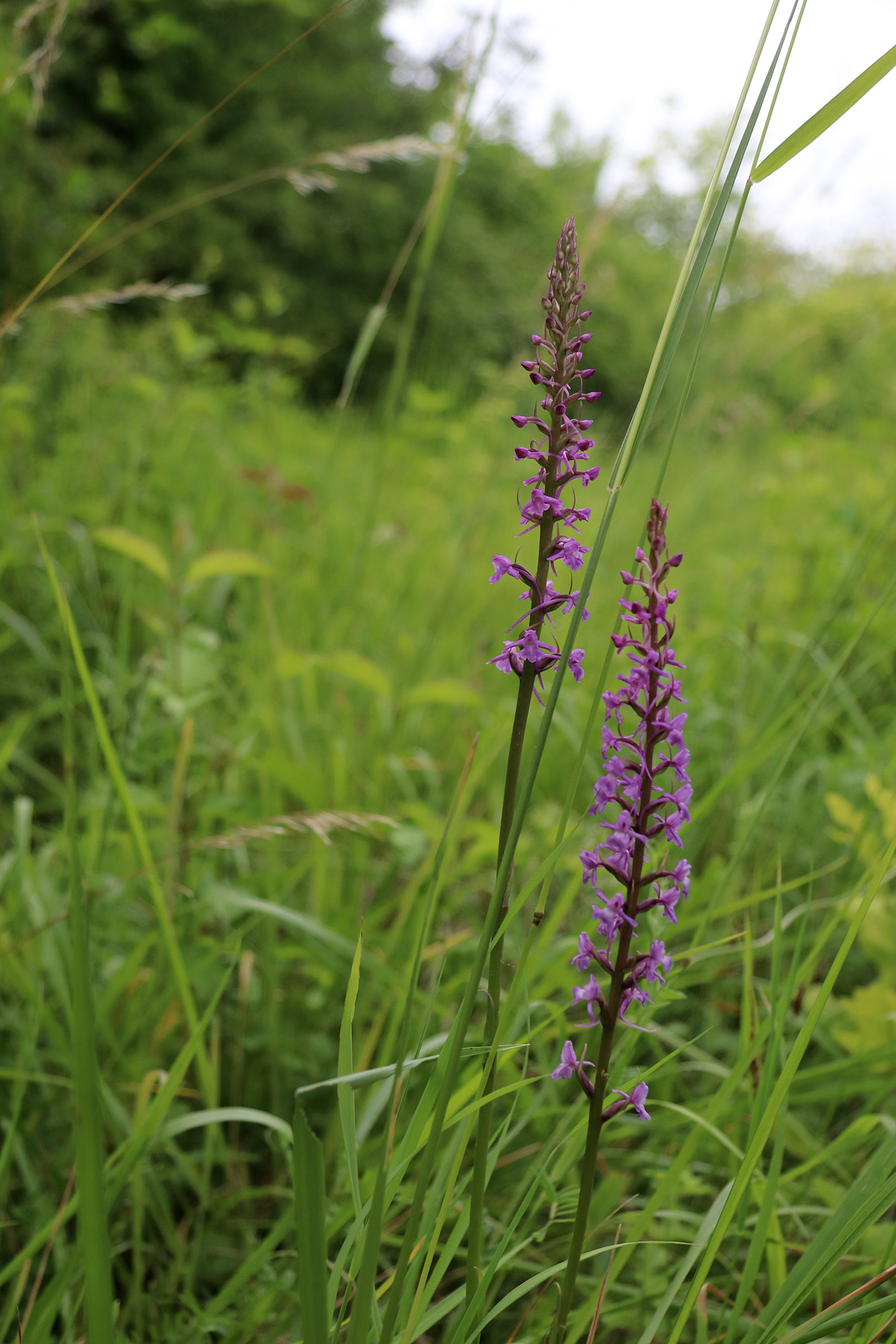 Wandelen bij Monts de Séry