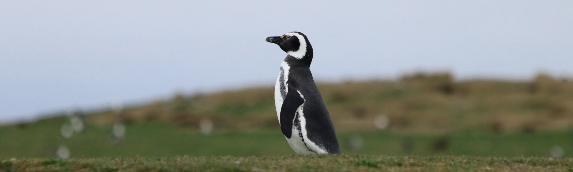 Patagonië - Isla Magdalena