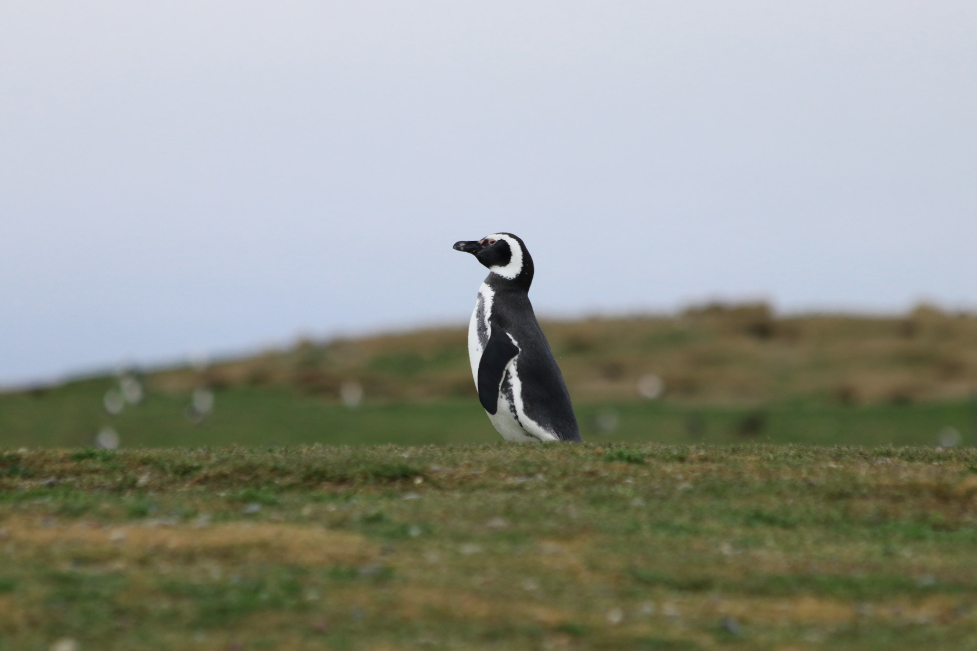 Patagonië - Isla Magdalena