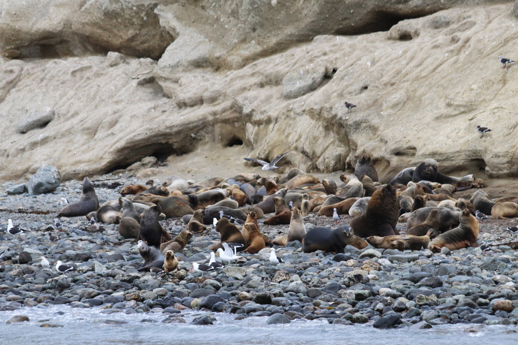 Patagonië - Isla Marta