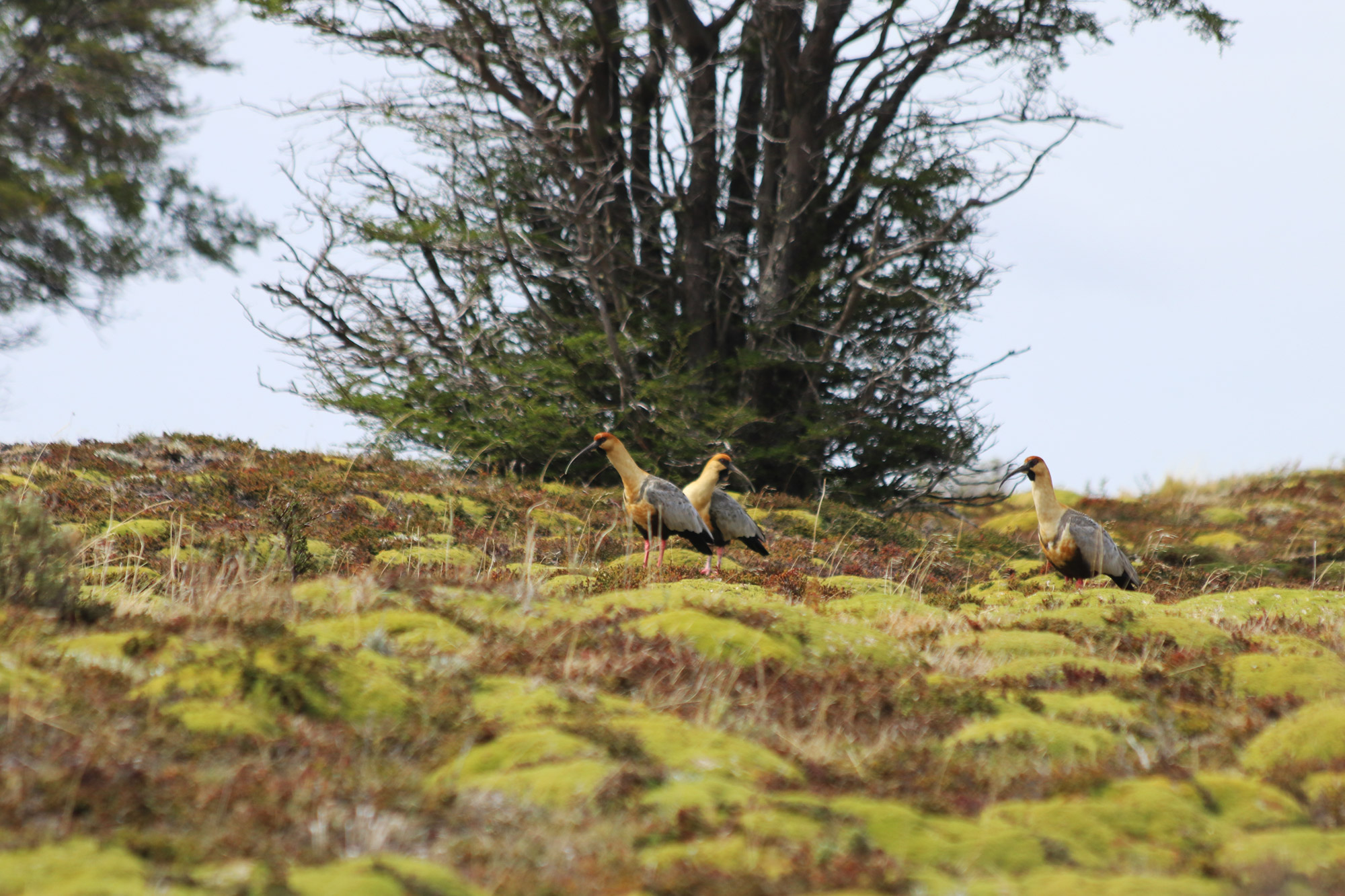 Patagonië - Parque Nacional Karukinka