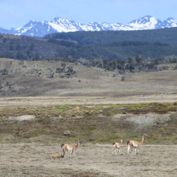 Patagonië - Parque Nacional Karukinka