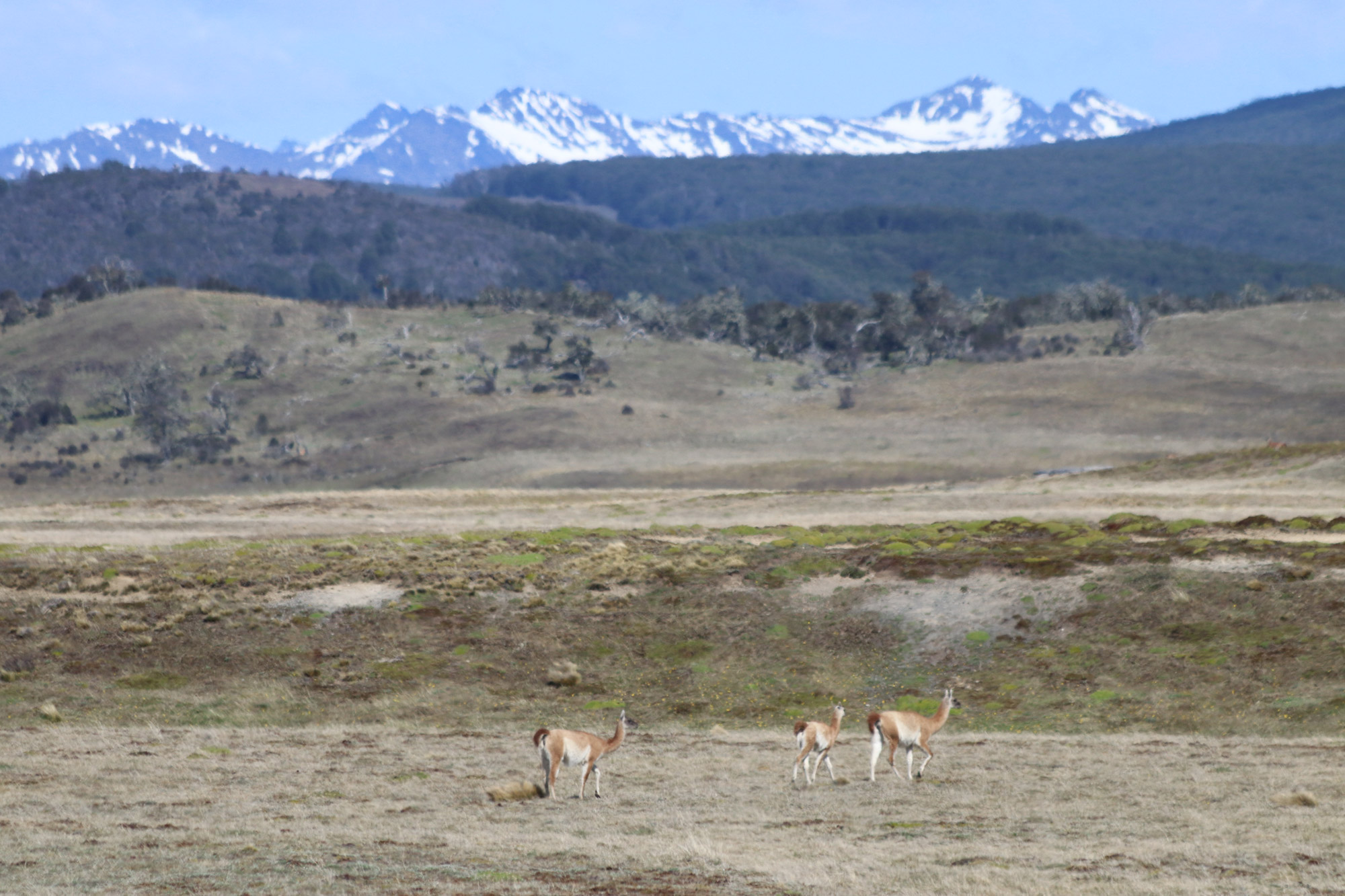 Patagonië - Parque Nacional Karukinka