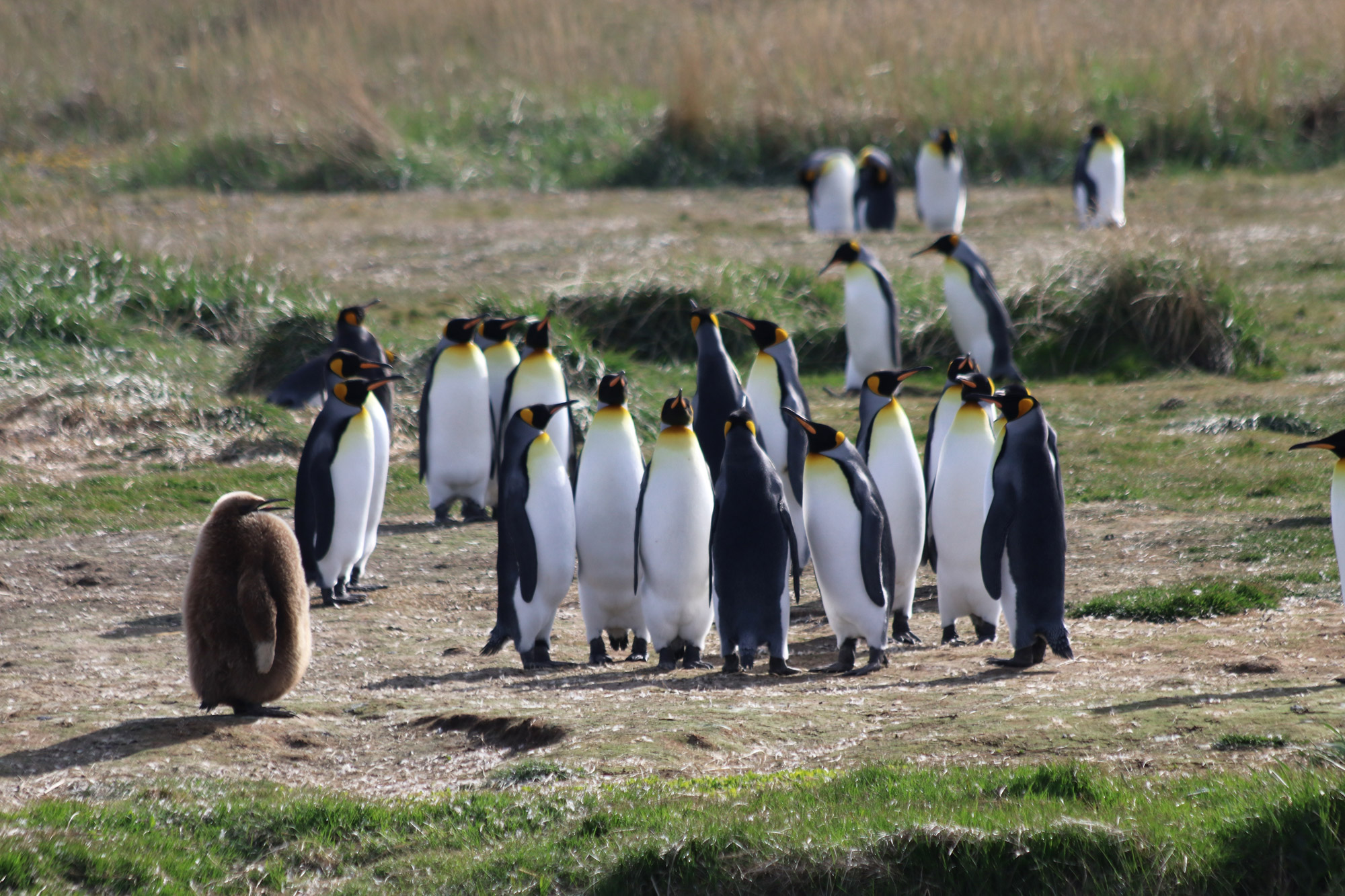 Patagonië - Pinguïno del Rey