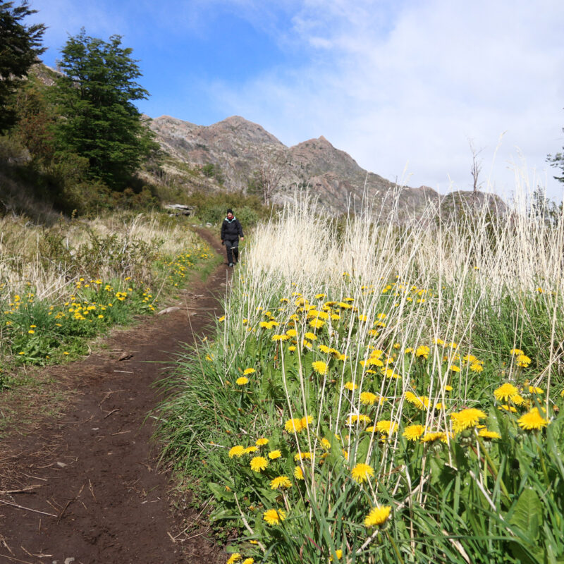 Patagonië - Torres del Paine