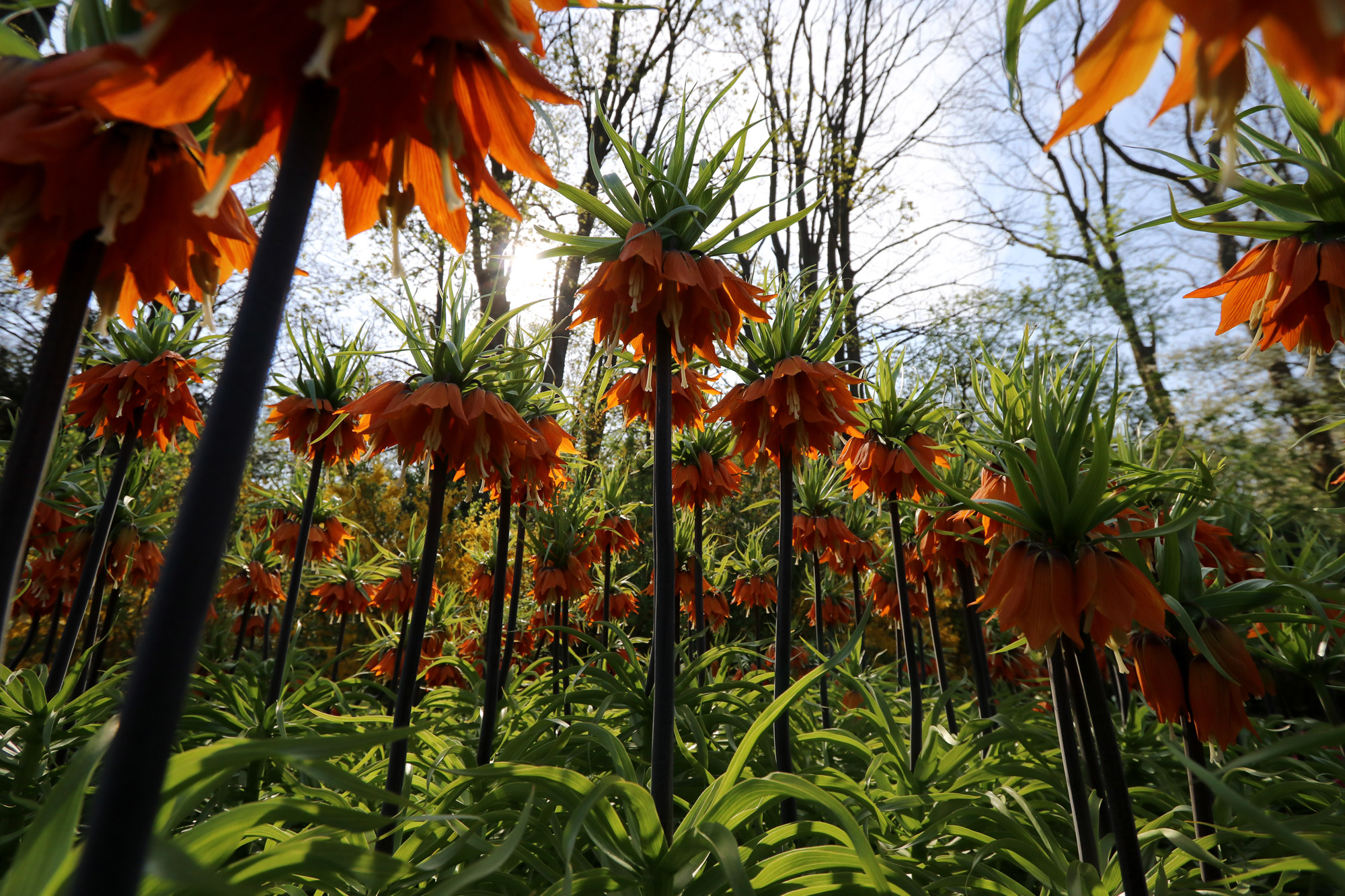 Mooiste reisfoto's 2018 0- Keukenhof