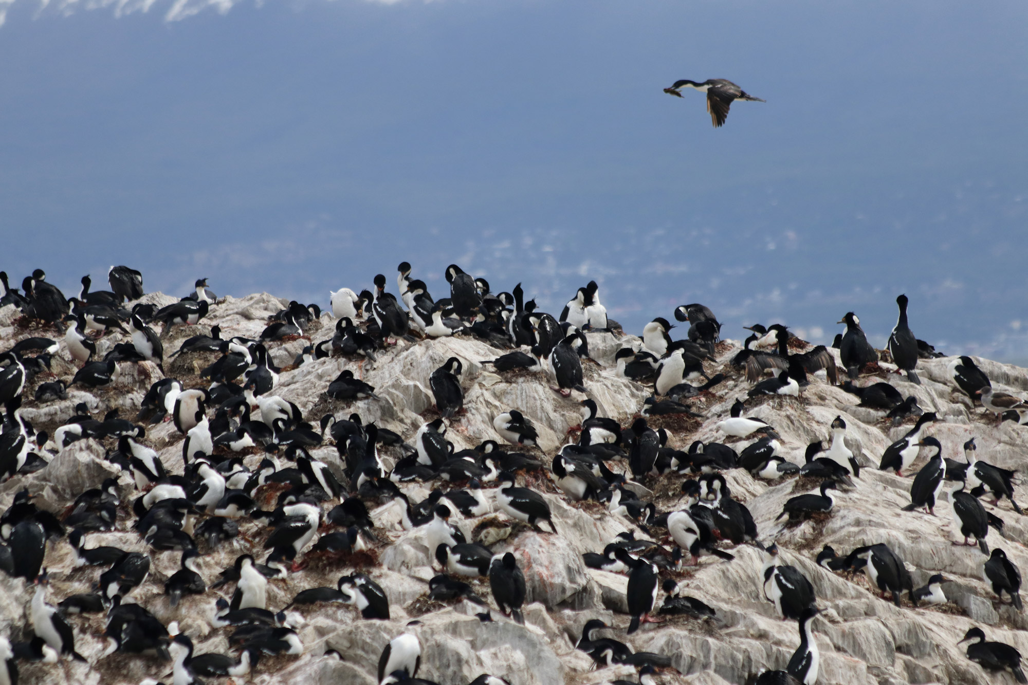 Patagonië - Beaglekanaal - Aalscholvers