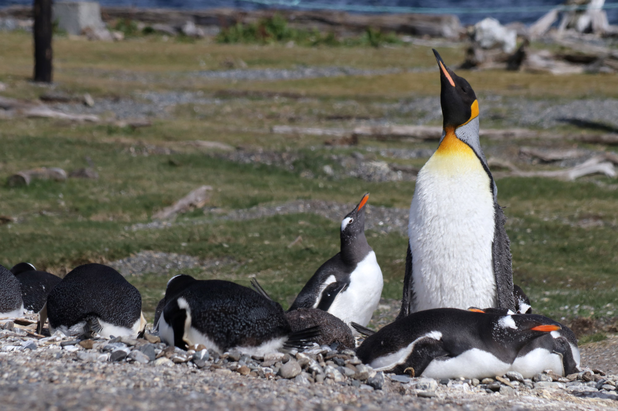 Patagonië - Isla Martillo