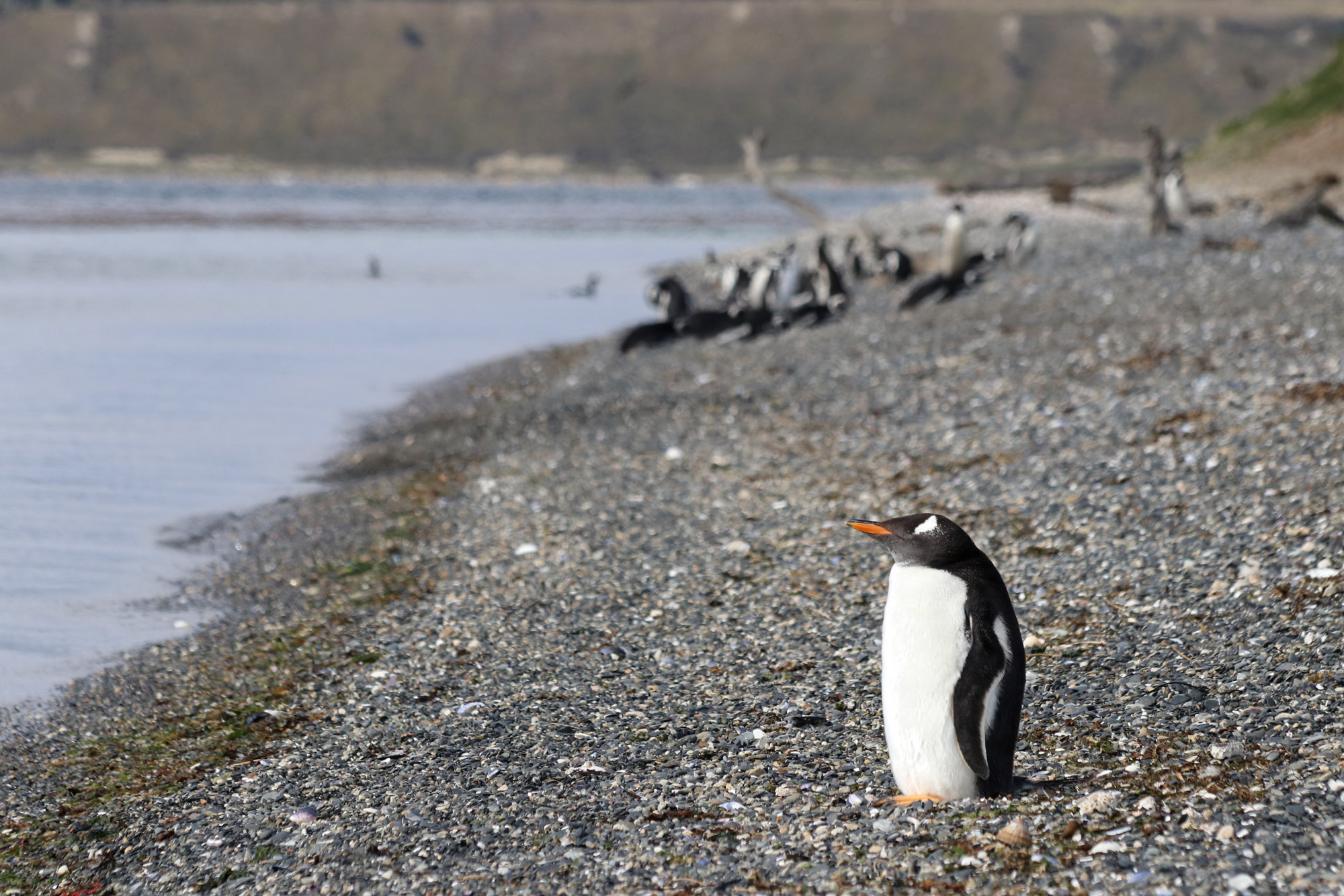 Patagonië - Isla Martillo