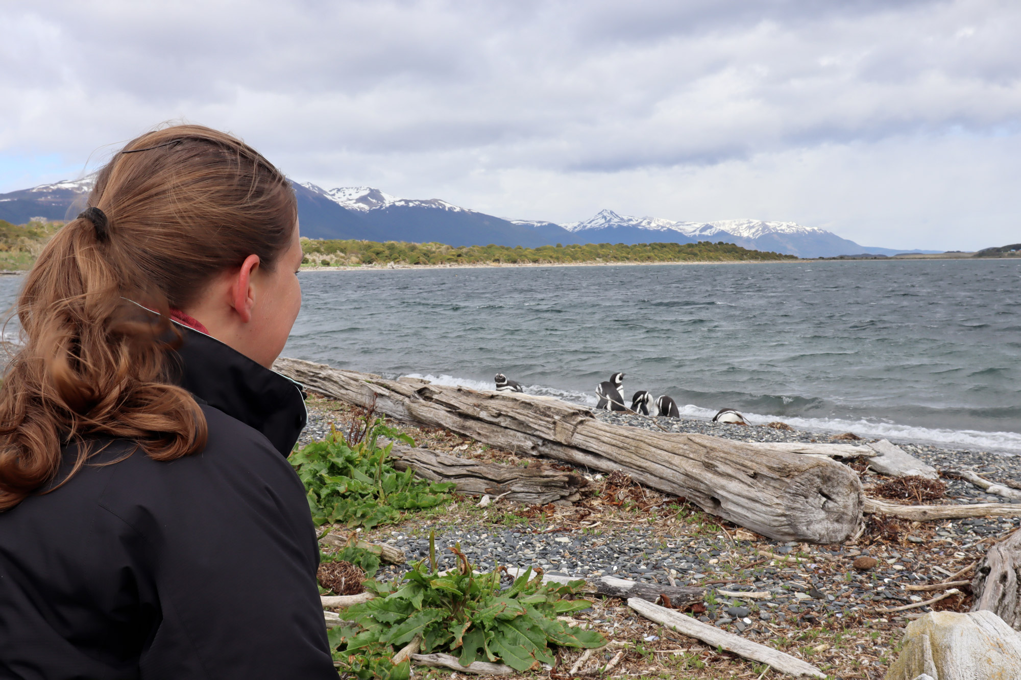 Patagonië - Isla Martillo