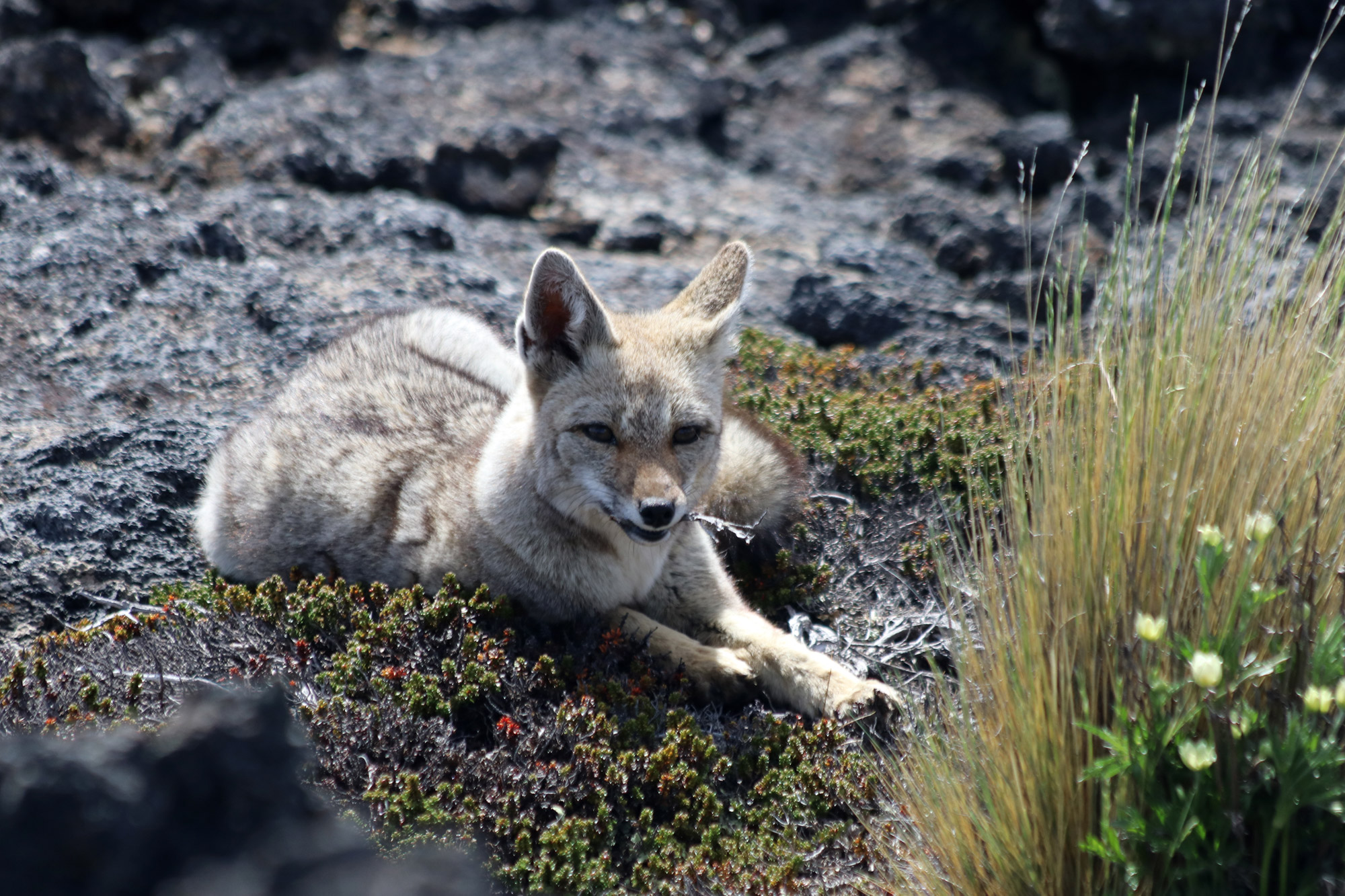 Patagonië - Parque Nacional Pali Aike