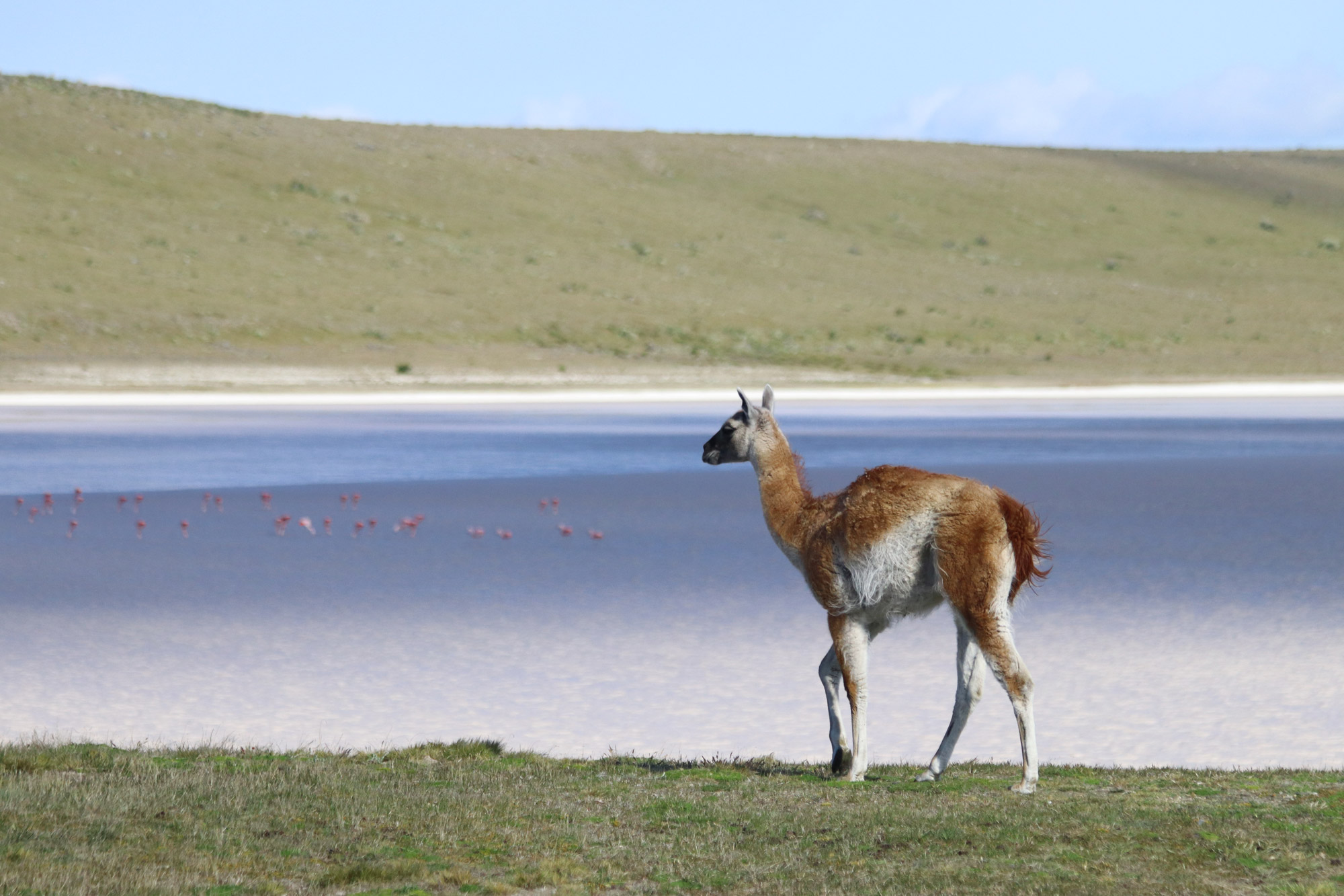 Patagonië - Parque Nacional Pali Aike