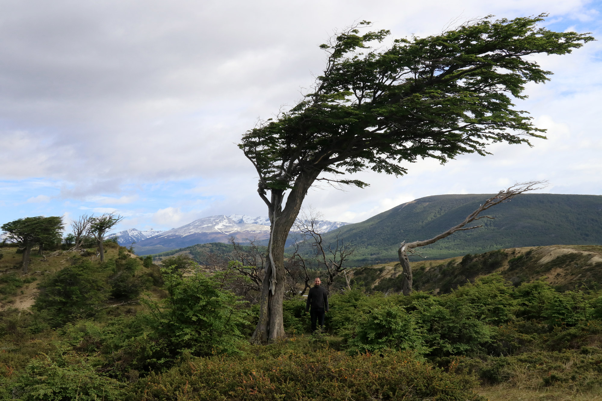 Patagonië - Vuurland - Bomen