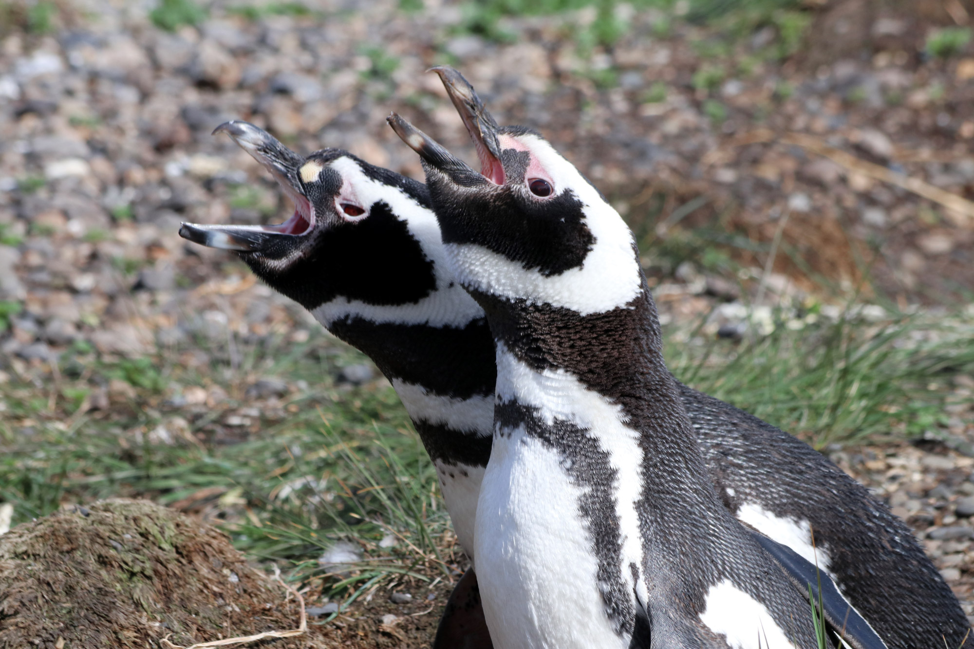 Mooiste reisfoto's 2018 0- Pinguïns