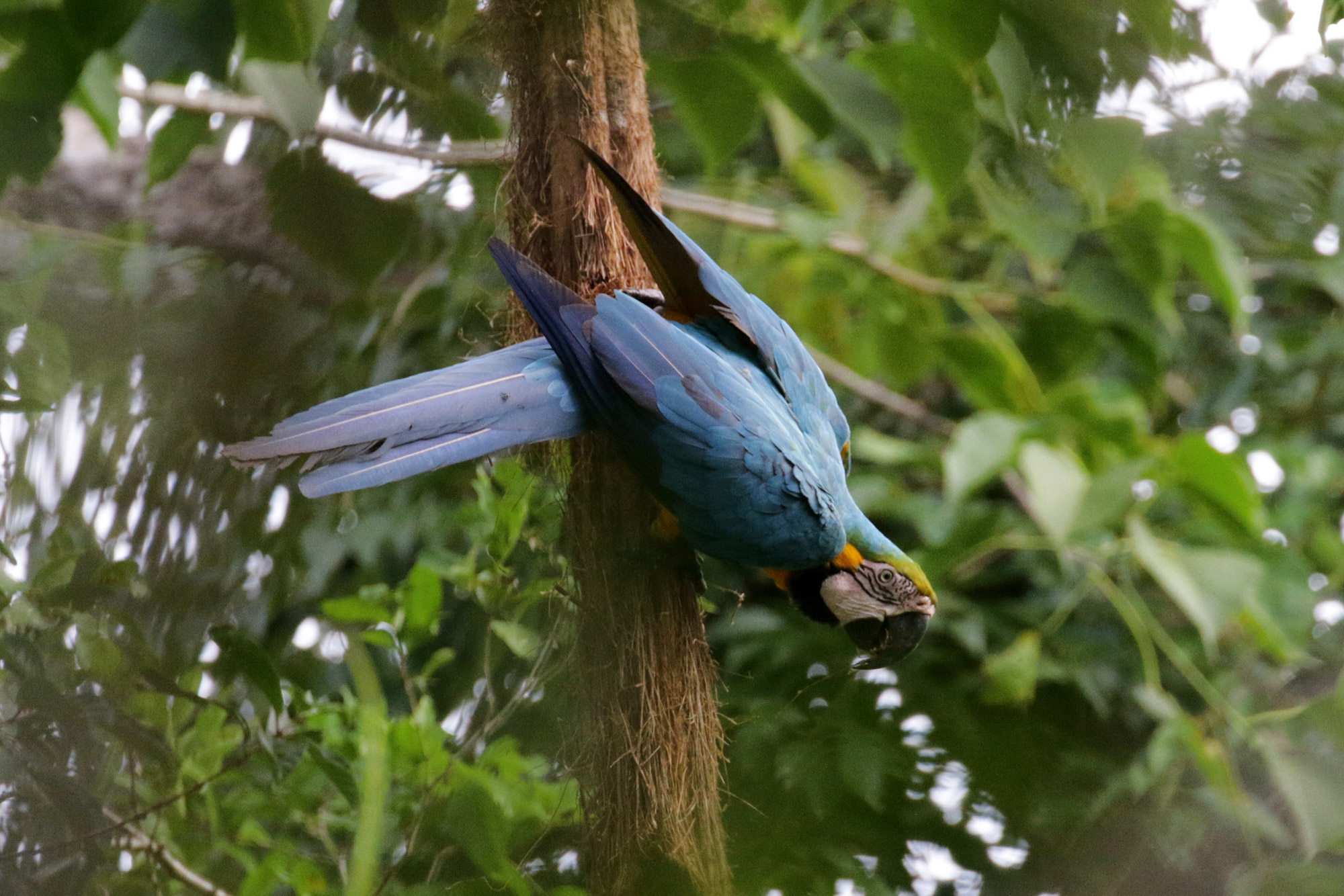 Blue Monday - Ara in Bolivia