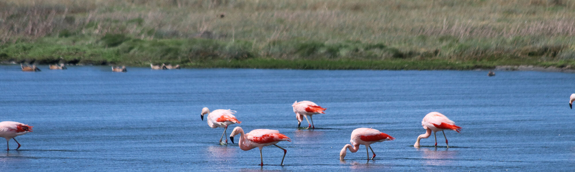 Reisverslag Patagonië - Laguna Nimez in El Calafate