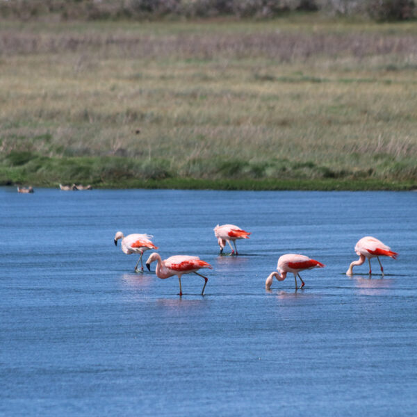 Reisverslag Patagonië - Laguna Nimez in El Calafate