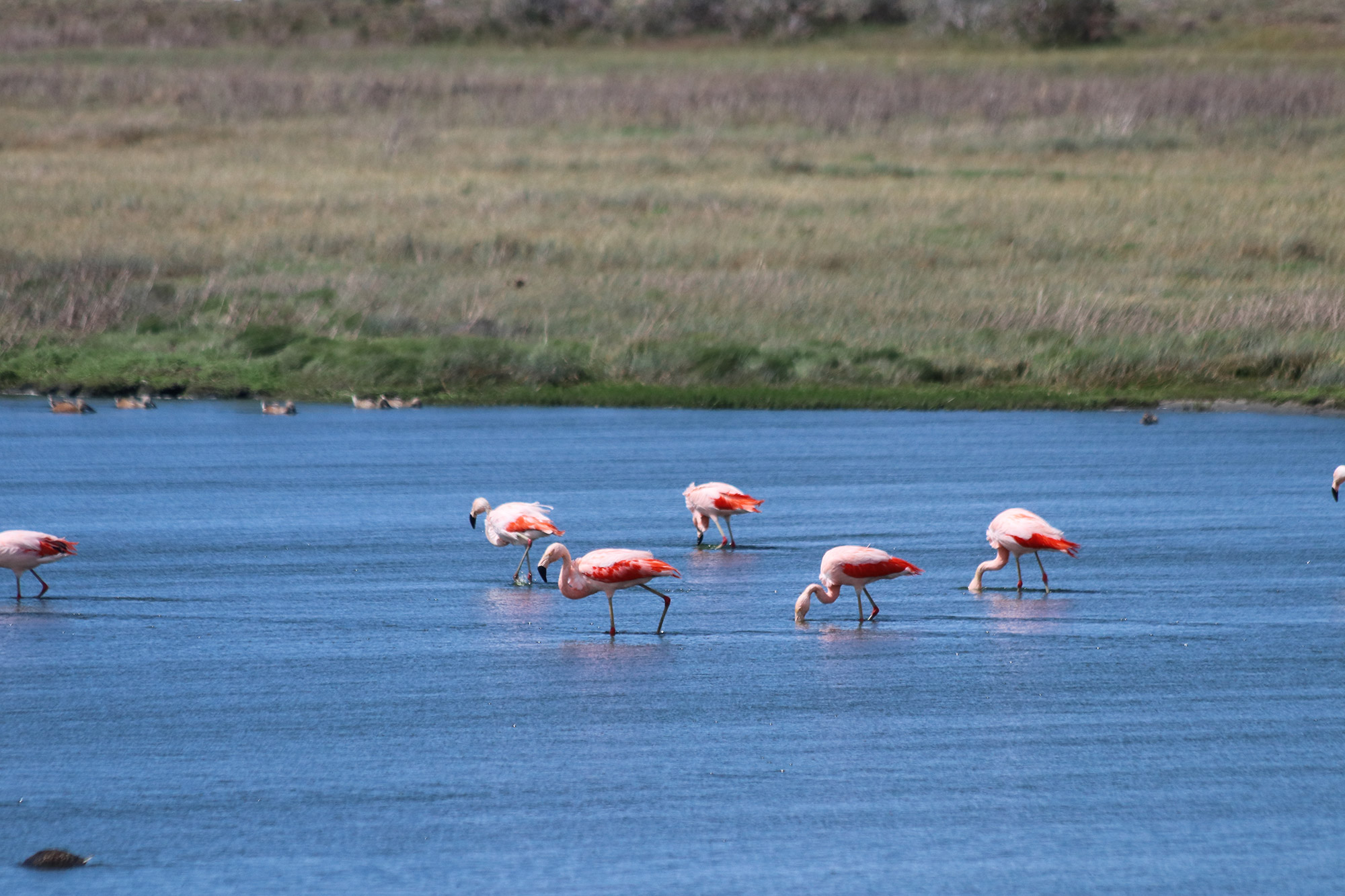 Reisverslag Patagonië - Laguna Nimez in El Calafate