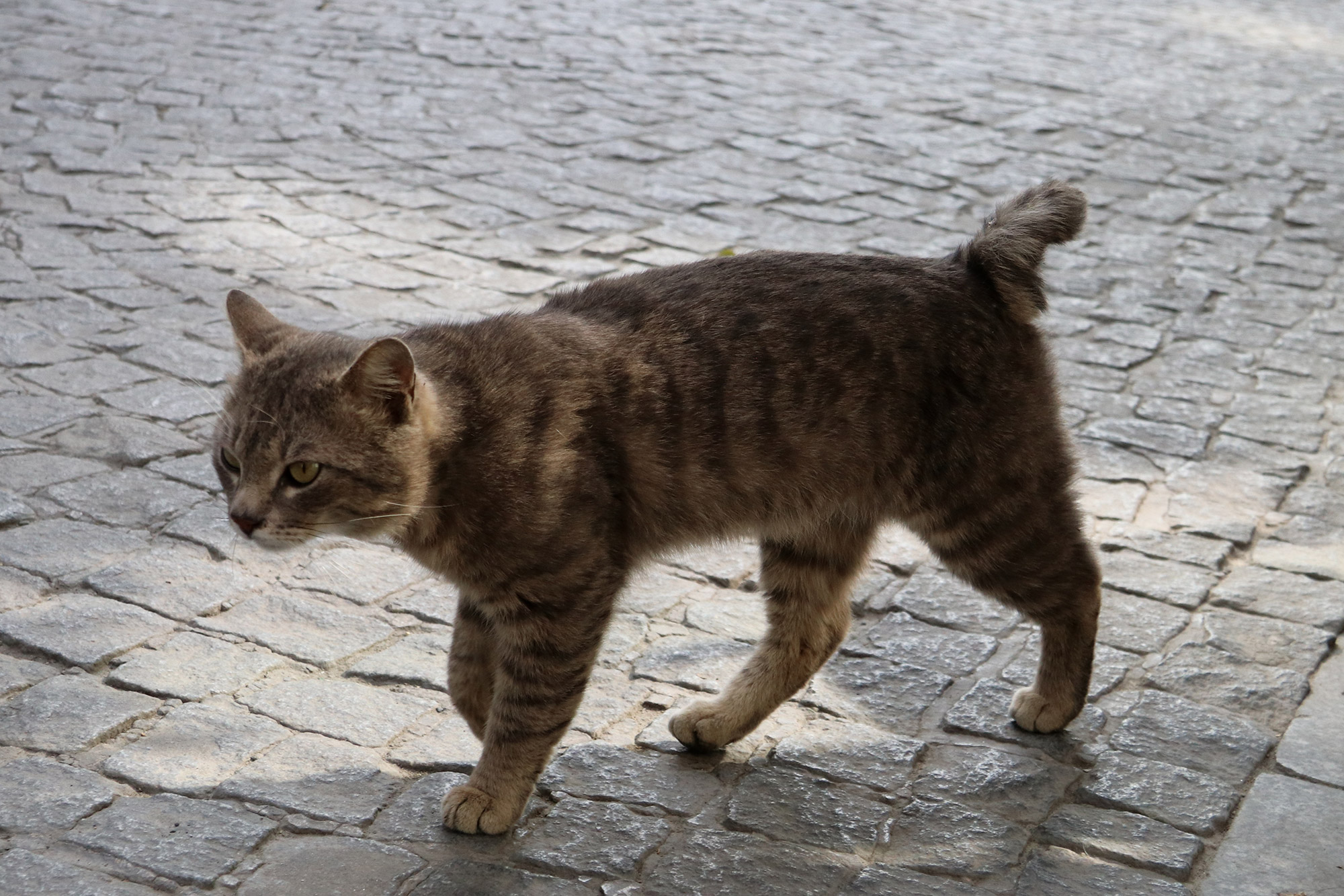 De straatkatten van Istanboel - Turkije