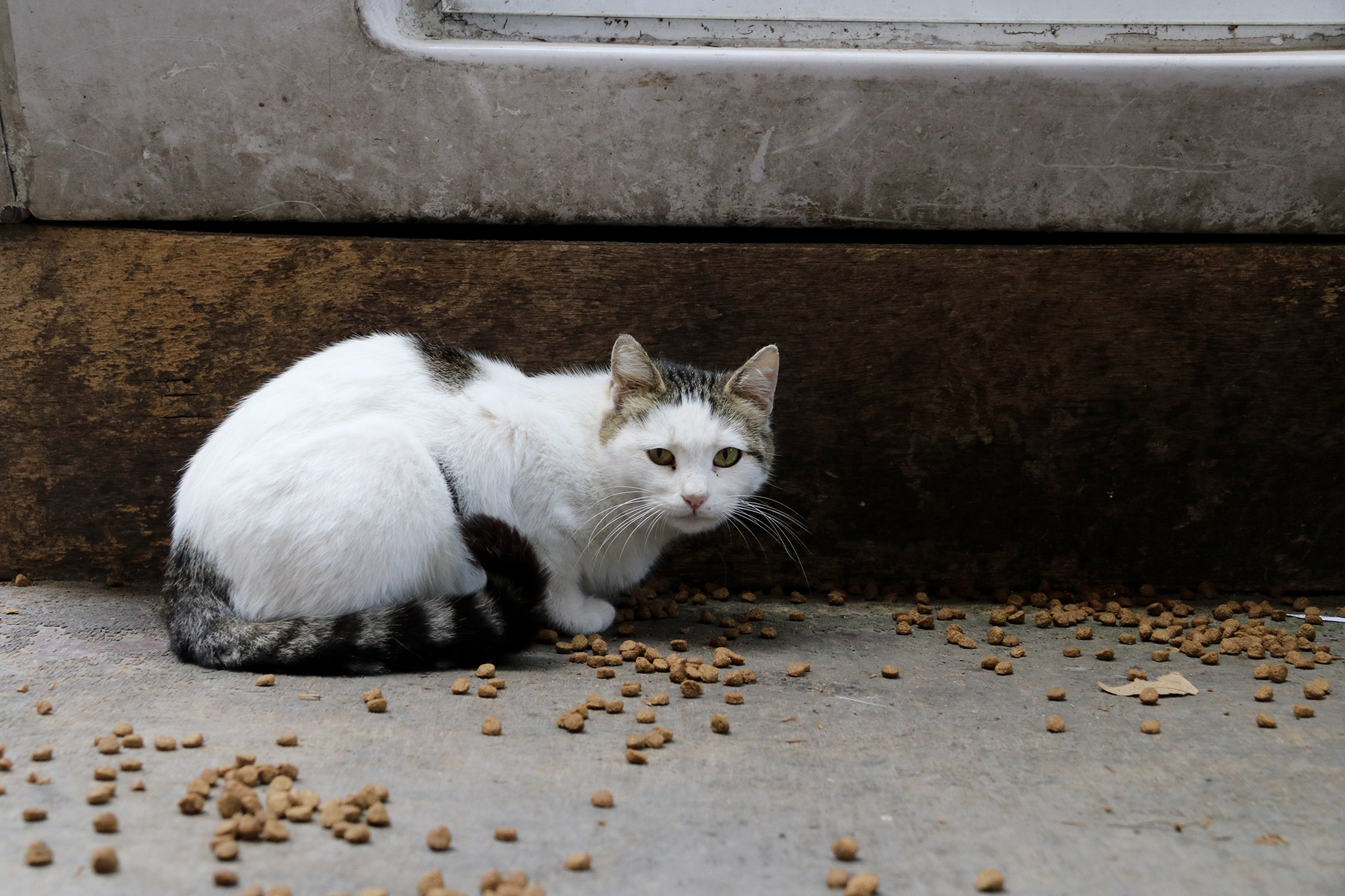 De straatkatten van Istanboel - Turkije