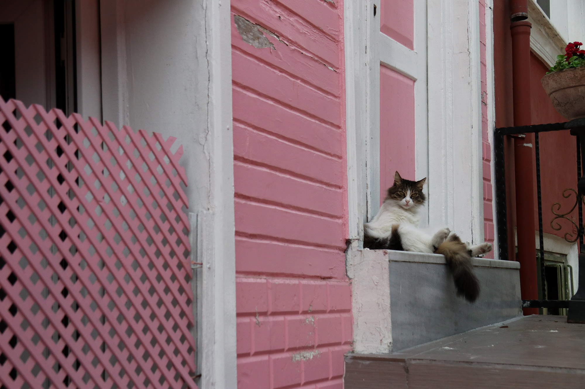 De straatkatten van Istanboel - Turkije