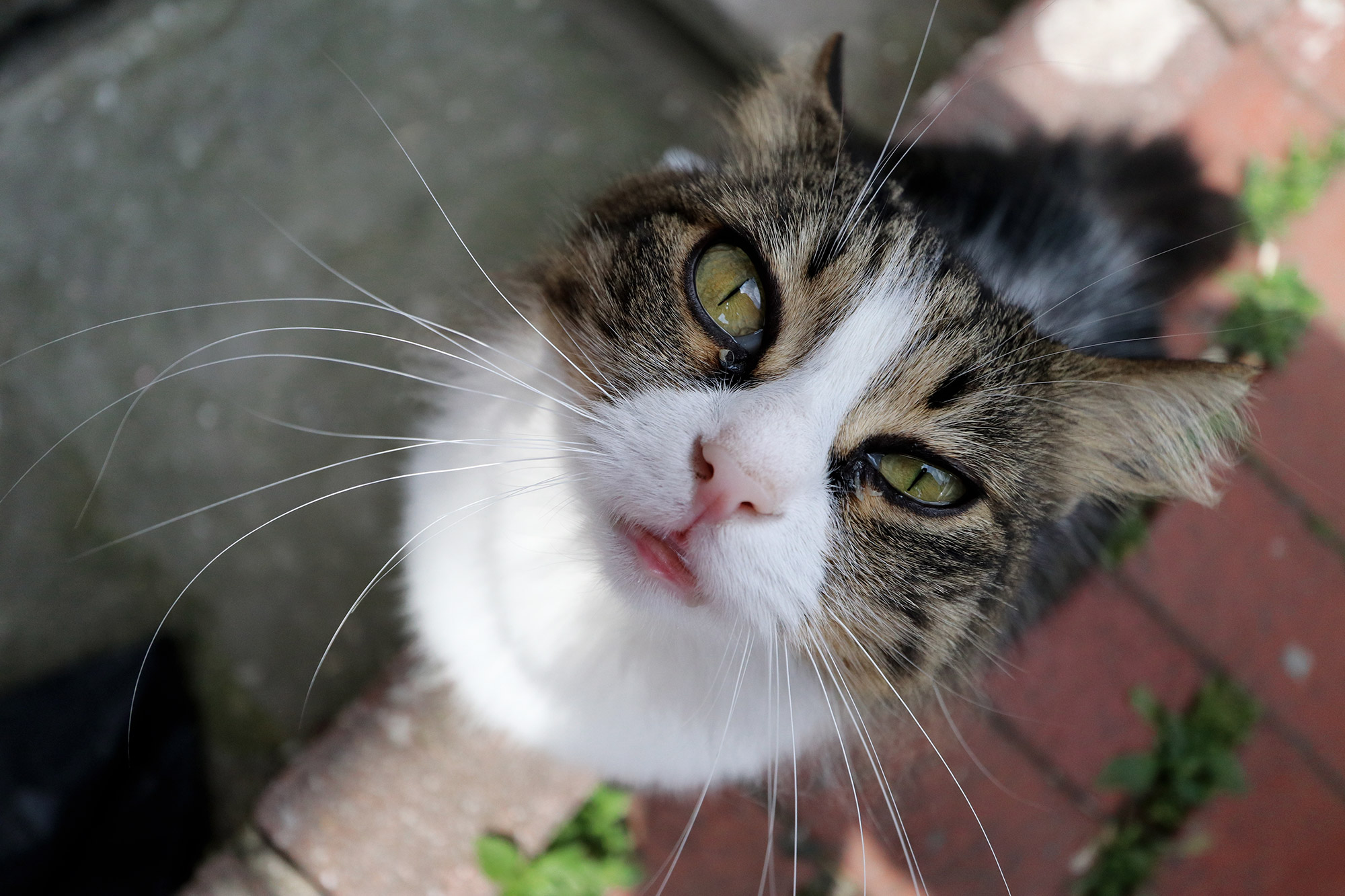 De straatkatten van Istanboel - Turkije