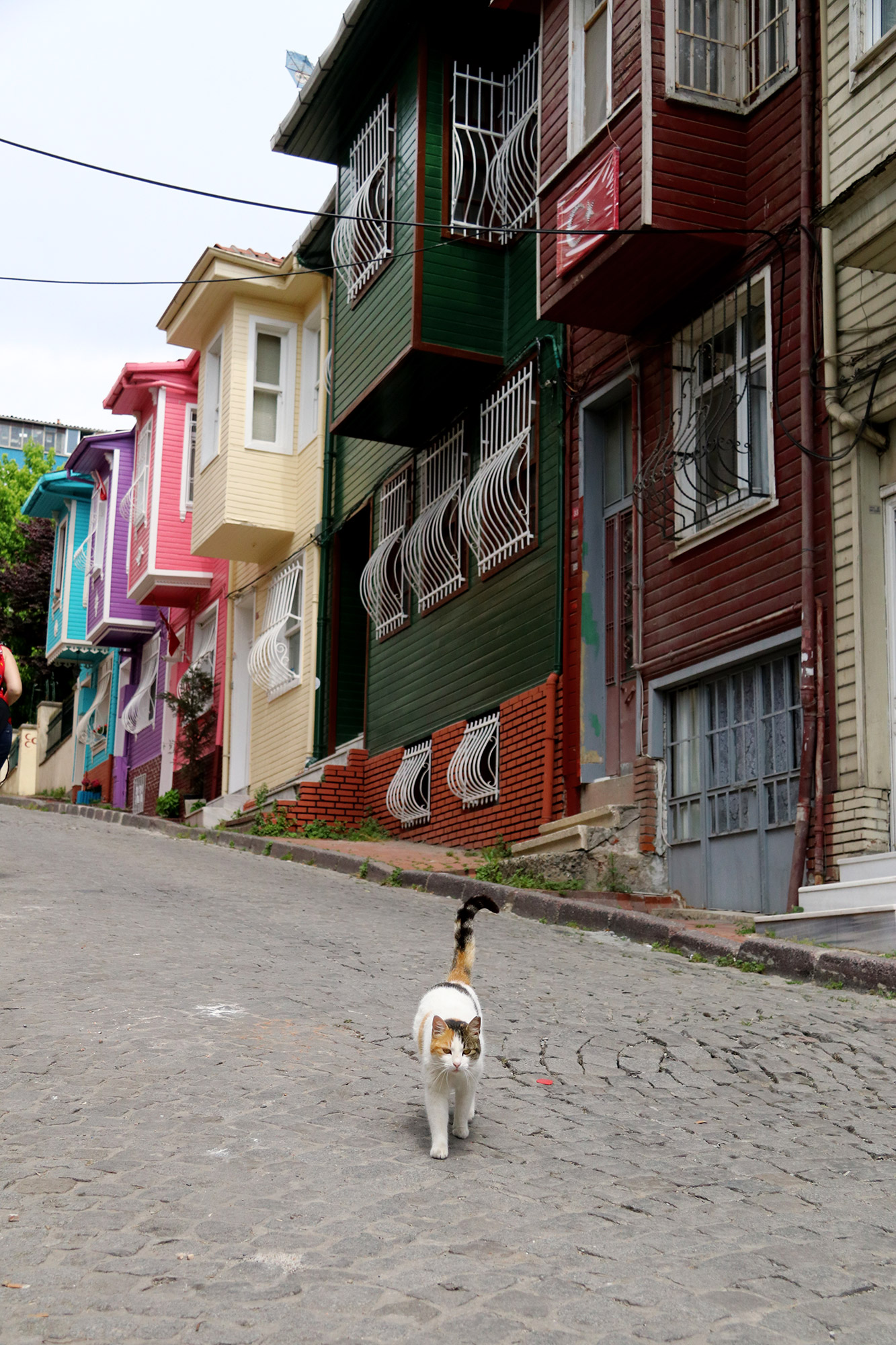 De straatkatten van Istanboel - Turkije