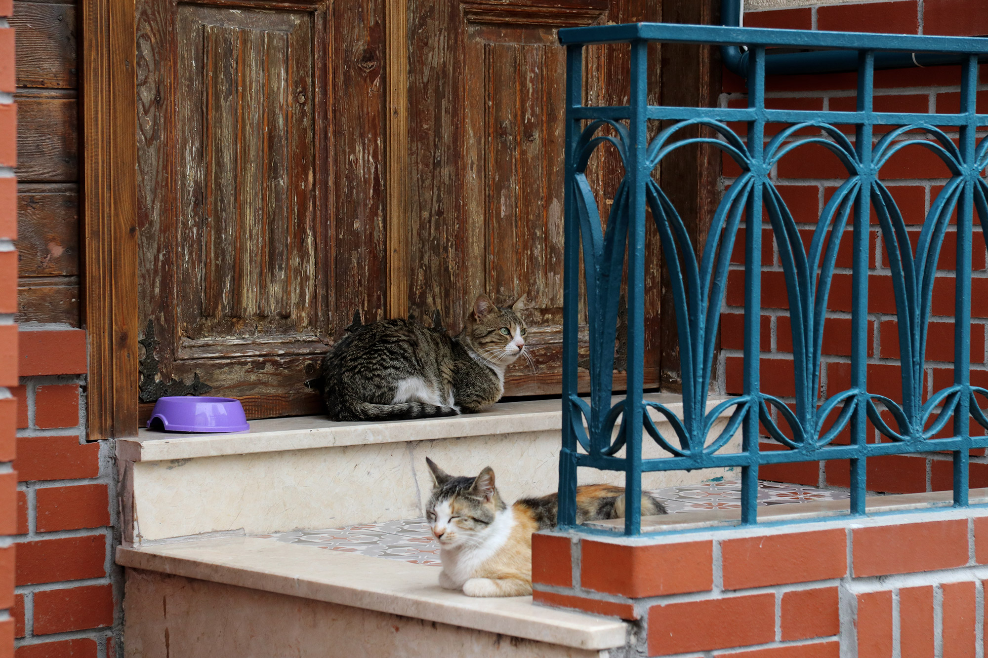 De straatkatten van Istanboel - Turkije