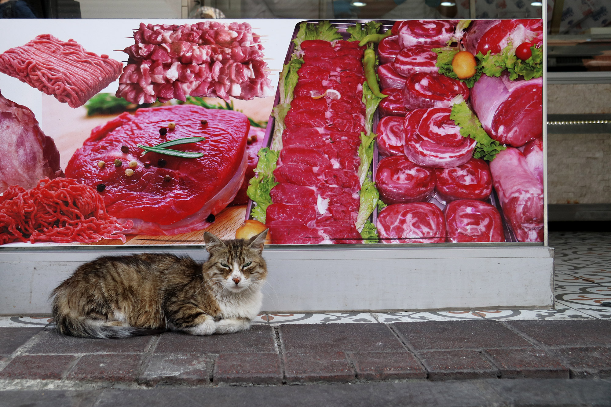 De straatkatten van Istanboel - Turkije