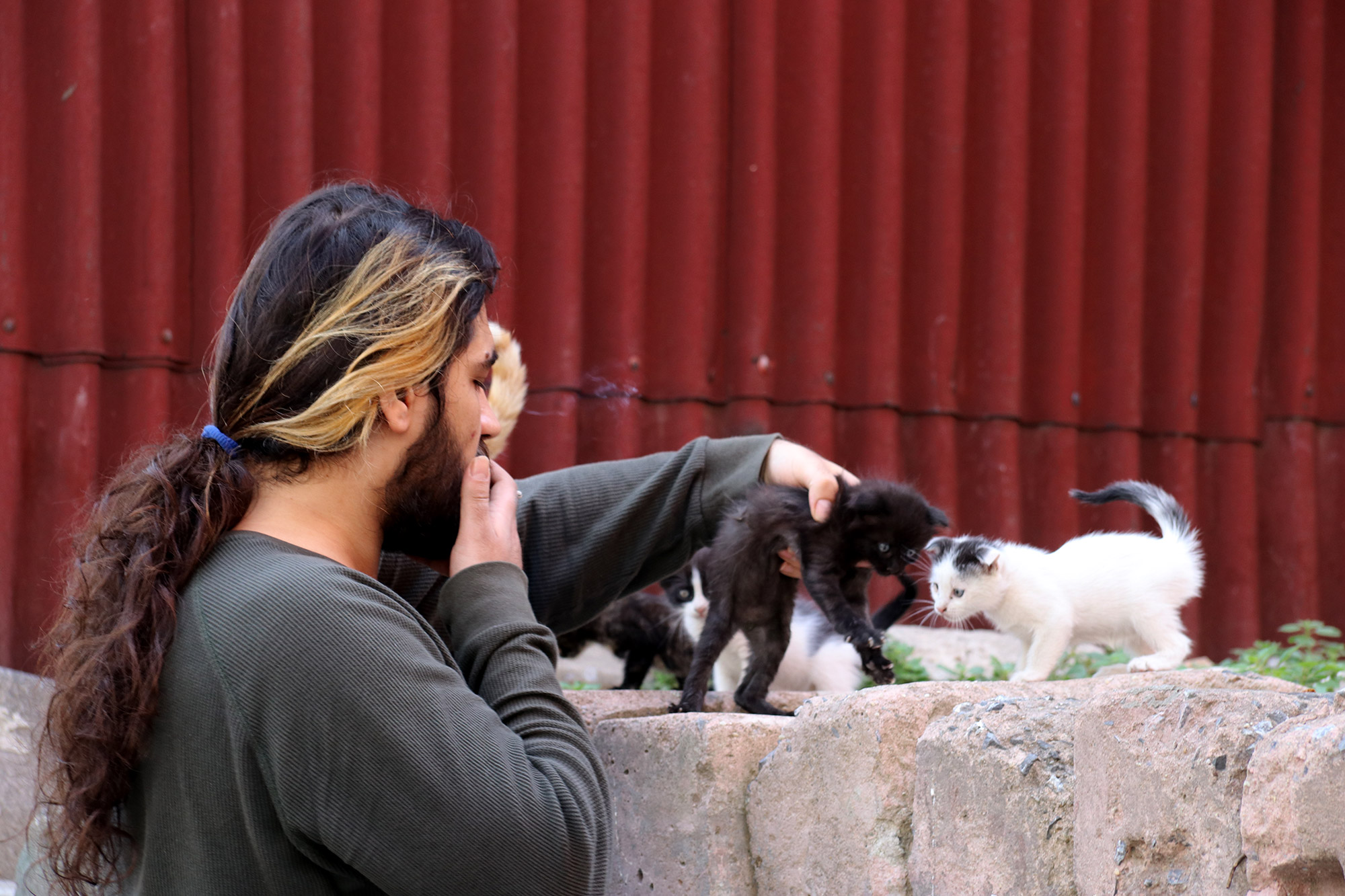 De straatkatten van Istanboel - Turkije