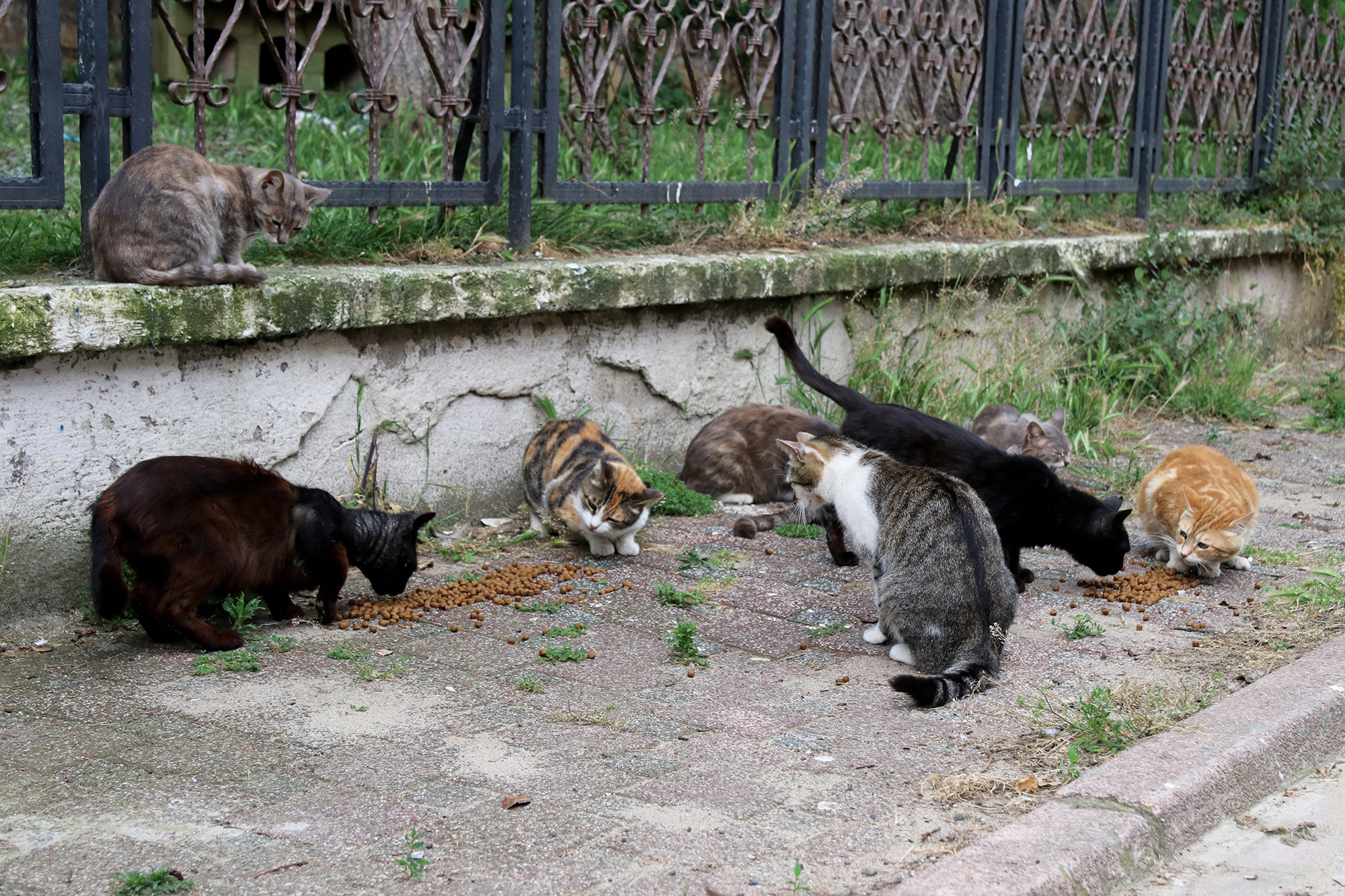 De straatkatten van Istanboel - Turkije