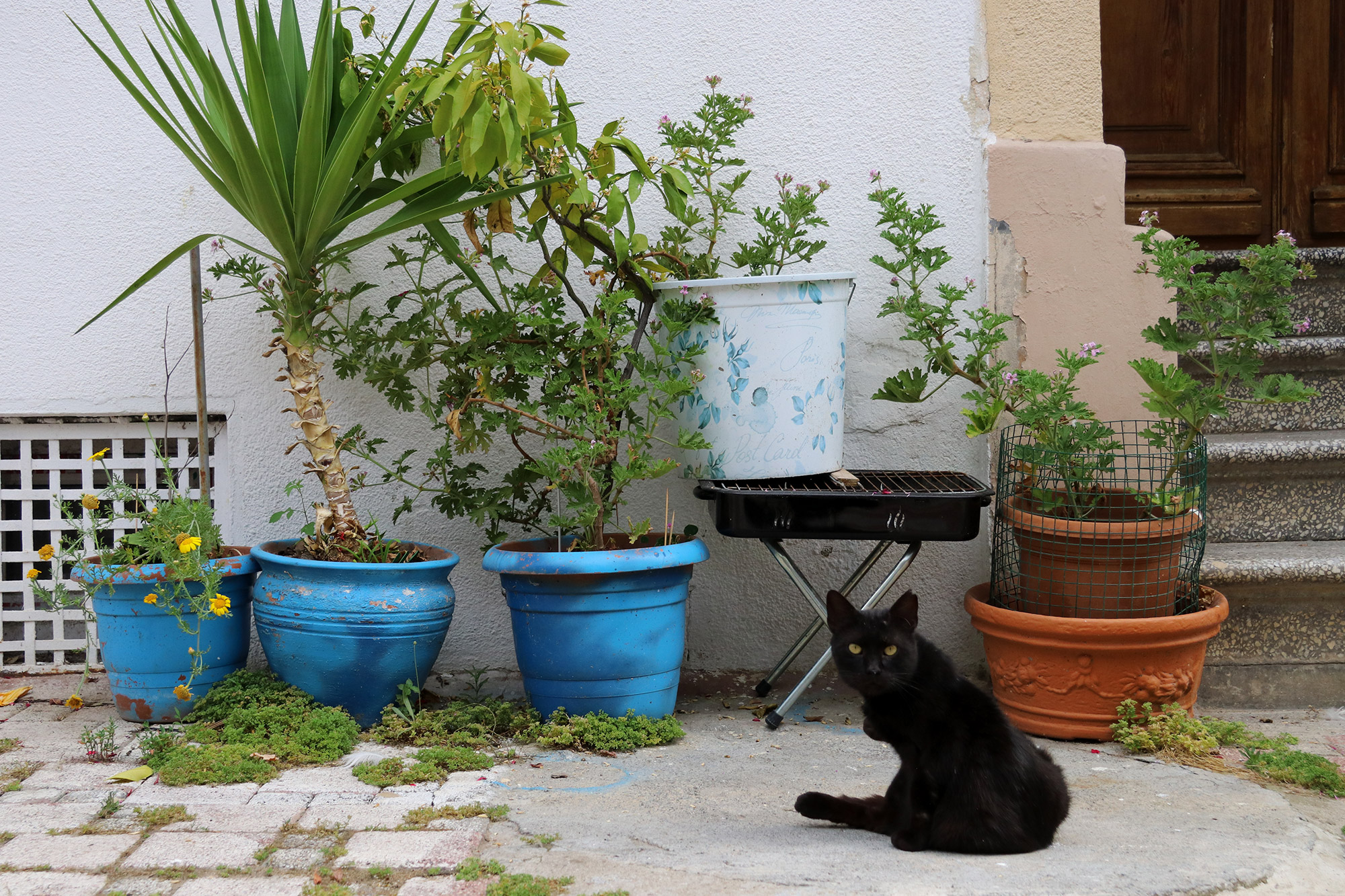 De straatkatten van Istanboel - Turkije