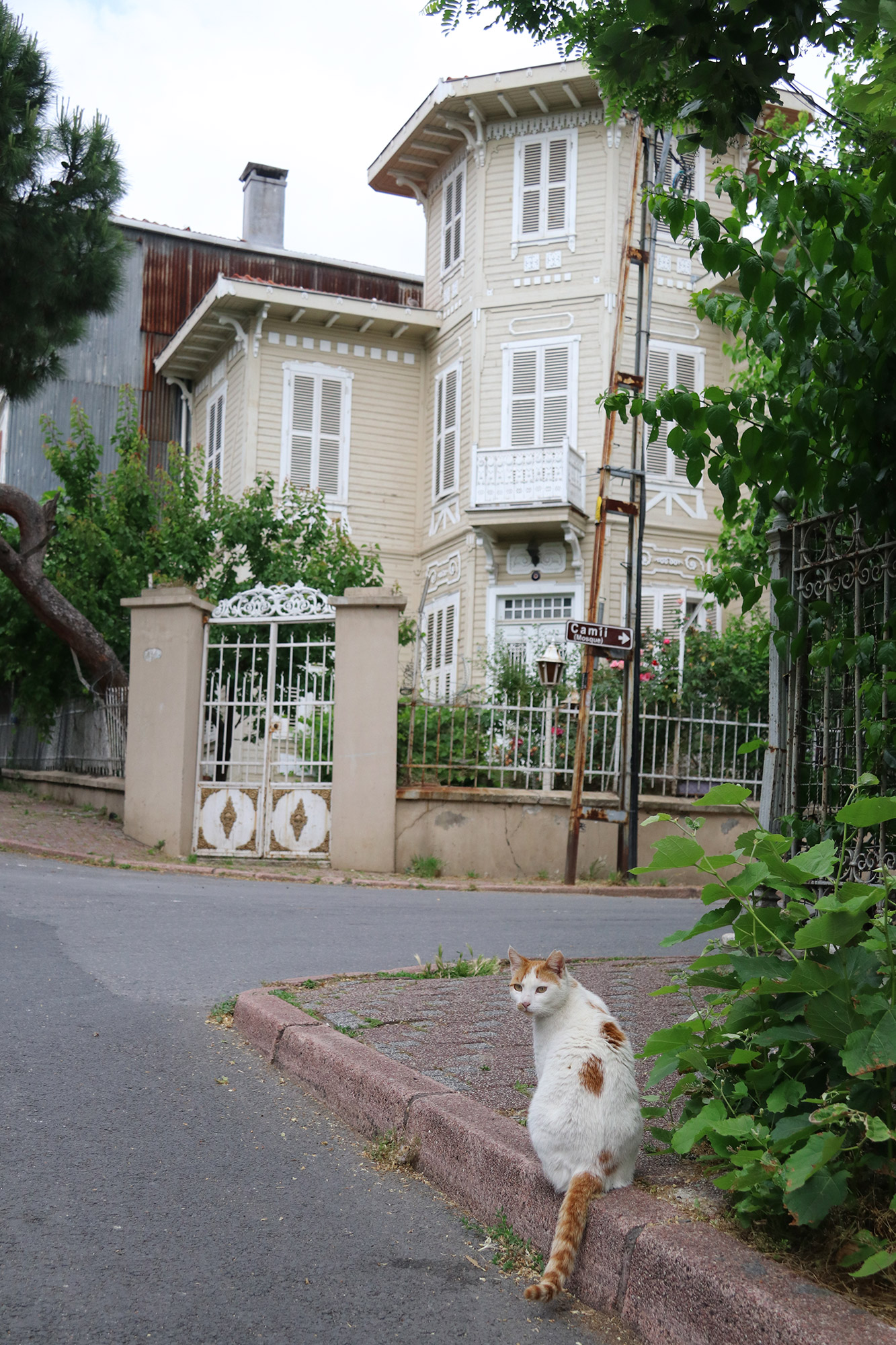 De straatkatten van Istanboel - Turkije