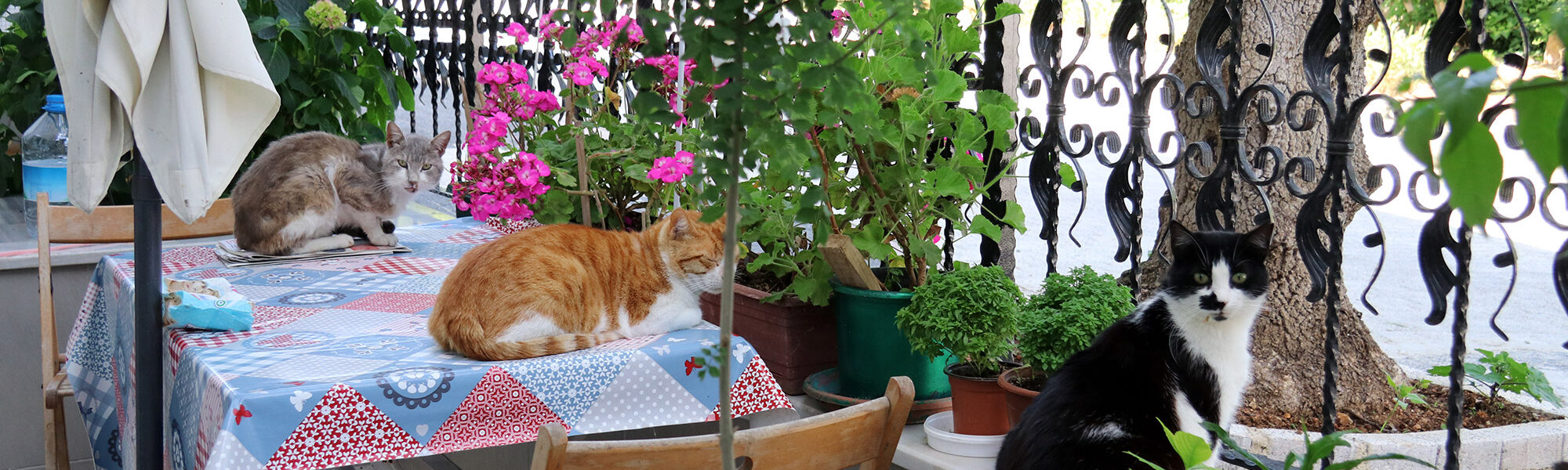 De straatkatten van Istanboel - Turkije