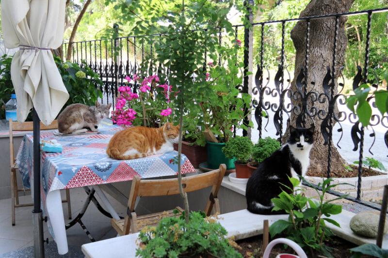 De straatkatten van Istanboel - Turkije