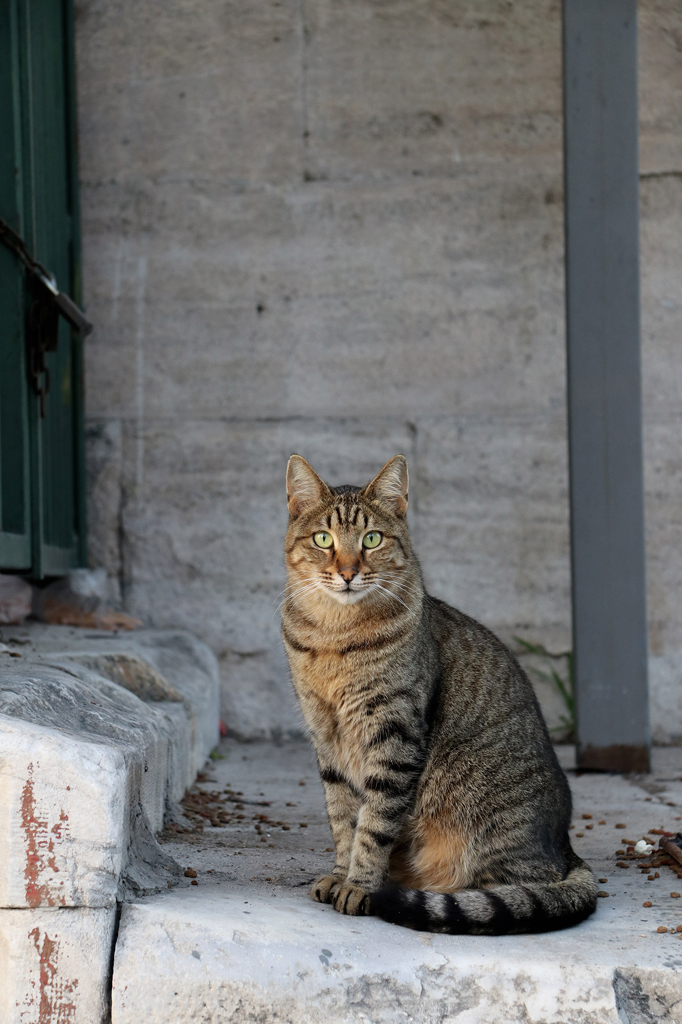 De straatkatten van Istanboel - Turkije